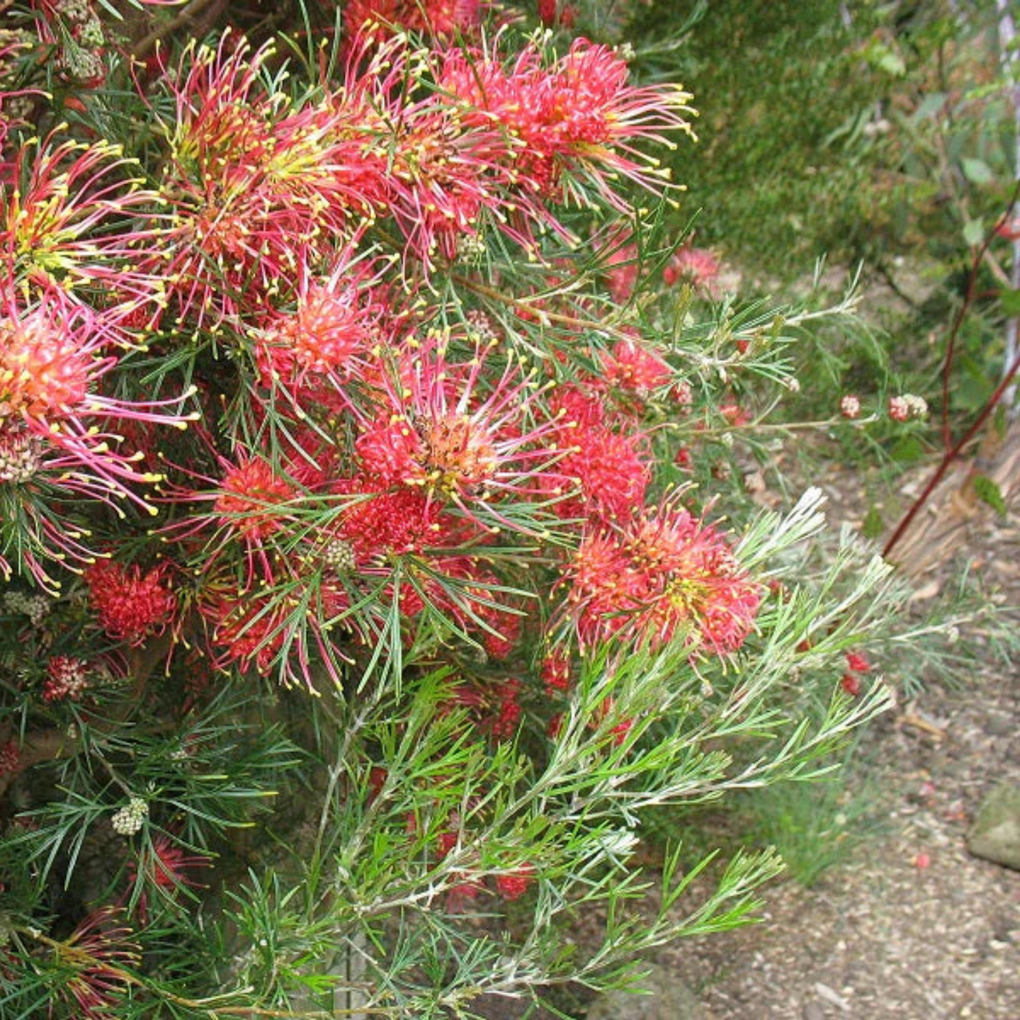 Grevillea 'Winpara Gem' - Grevillea hybrida Winpara Gem