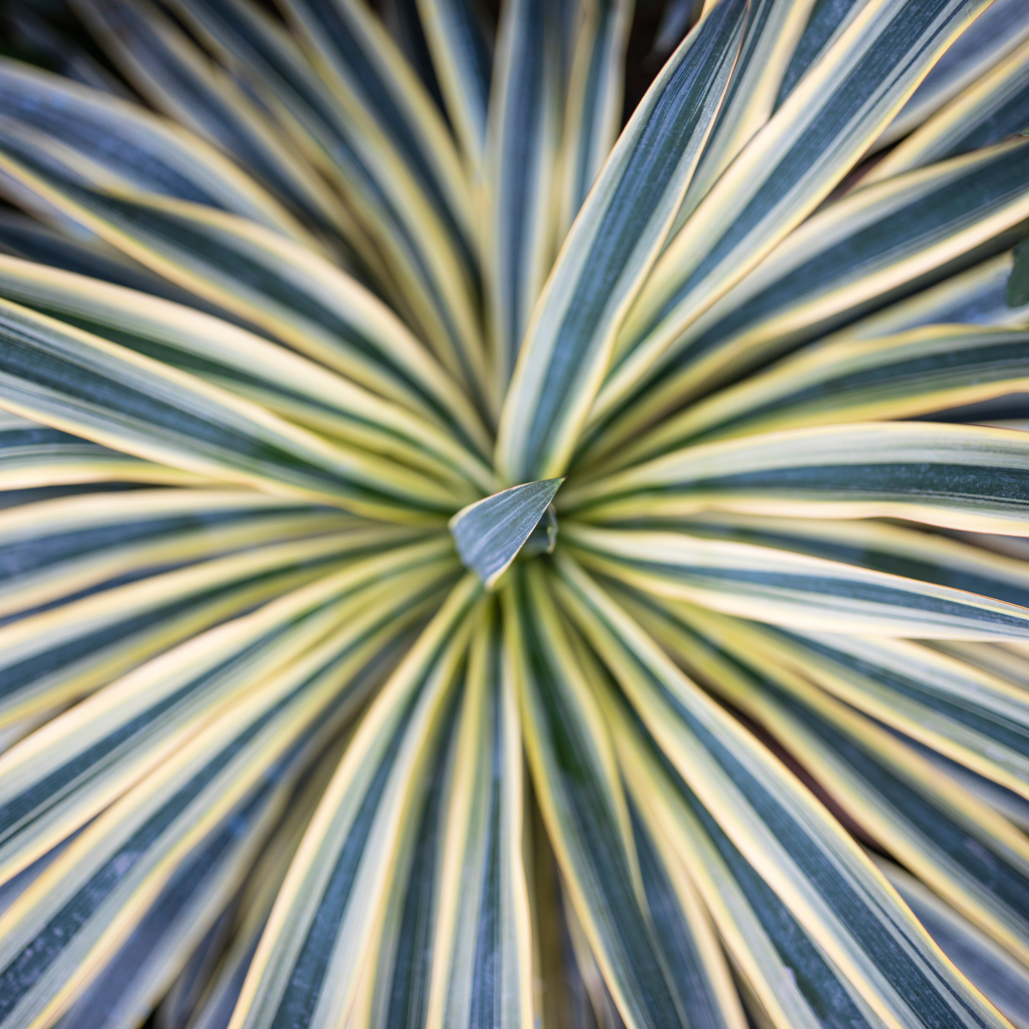 TOrbay Dazzler Cabbage Tree - Cordyline australis 'Torbay Dazzler'
