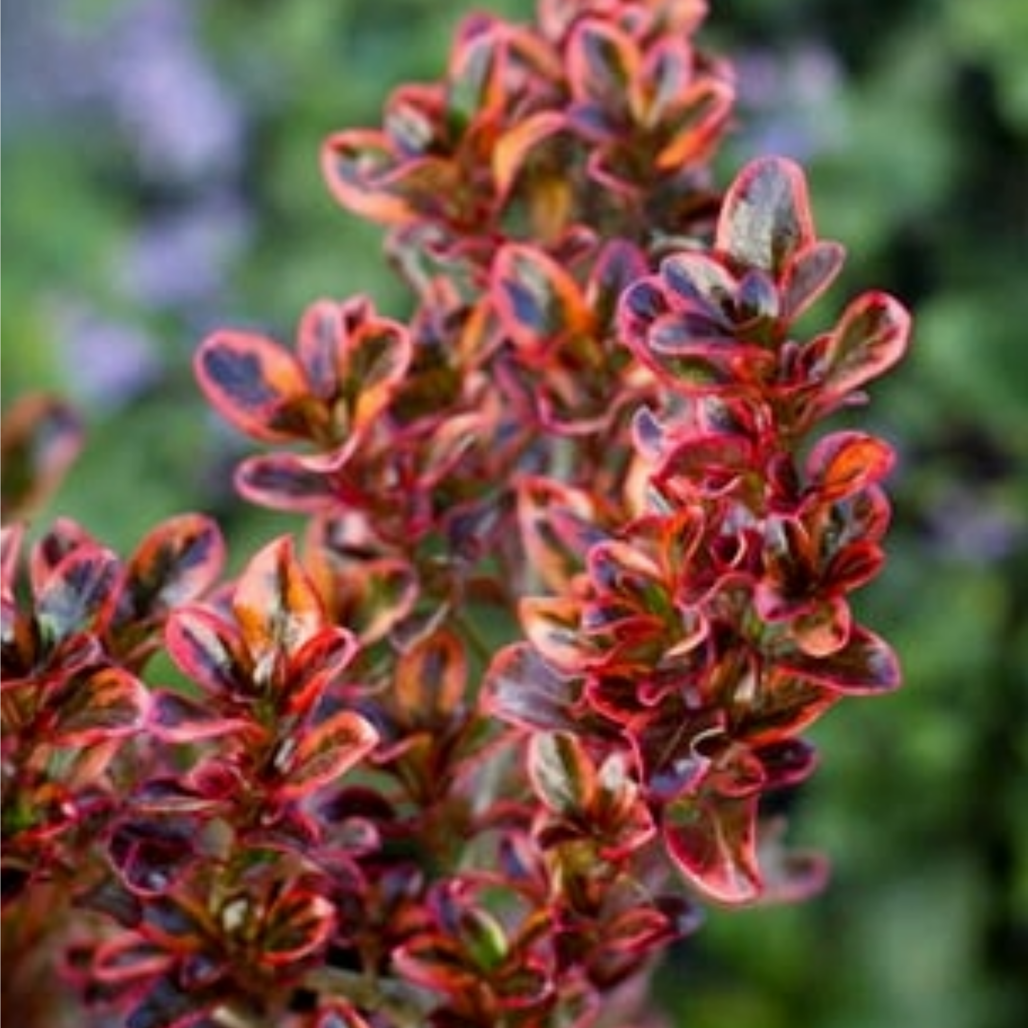 Mirror Bush Ignite - Coprosma repens 'Ignite'