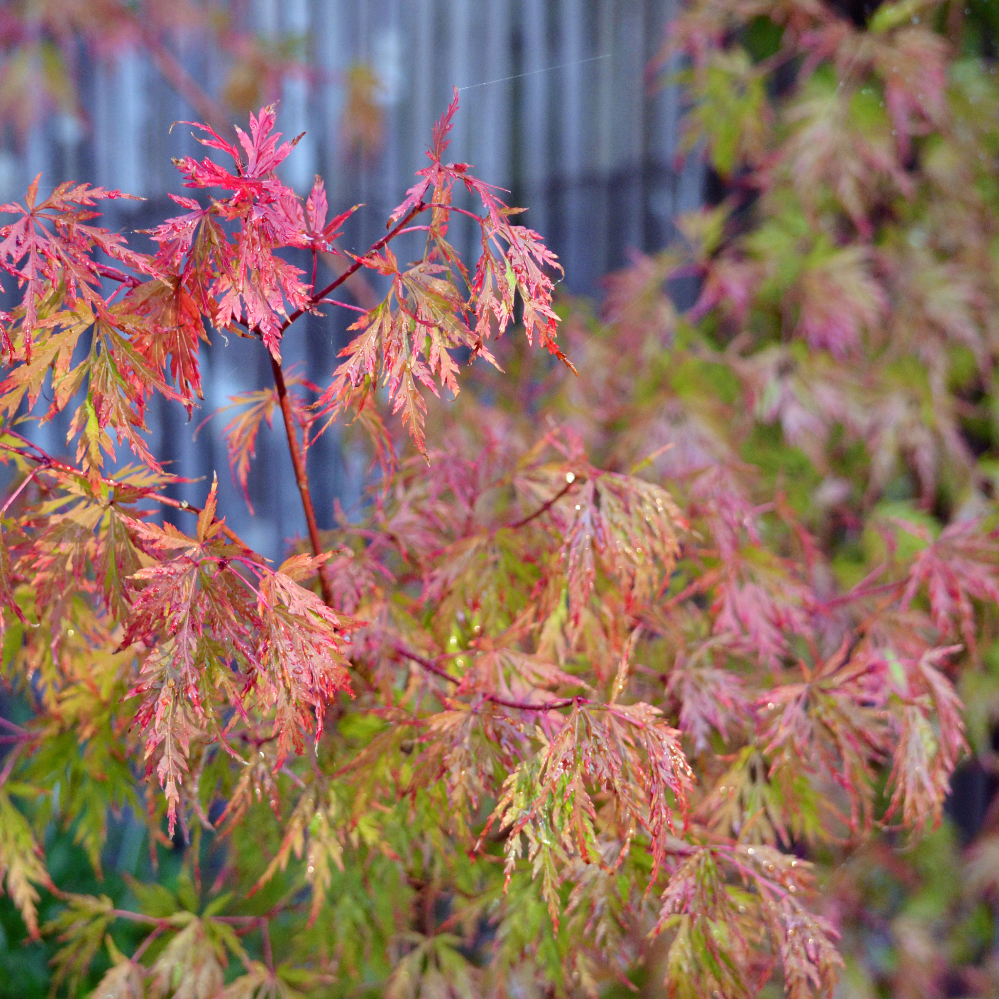 Weeping Japanese Maple - Acer palmatum Dissectum