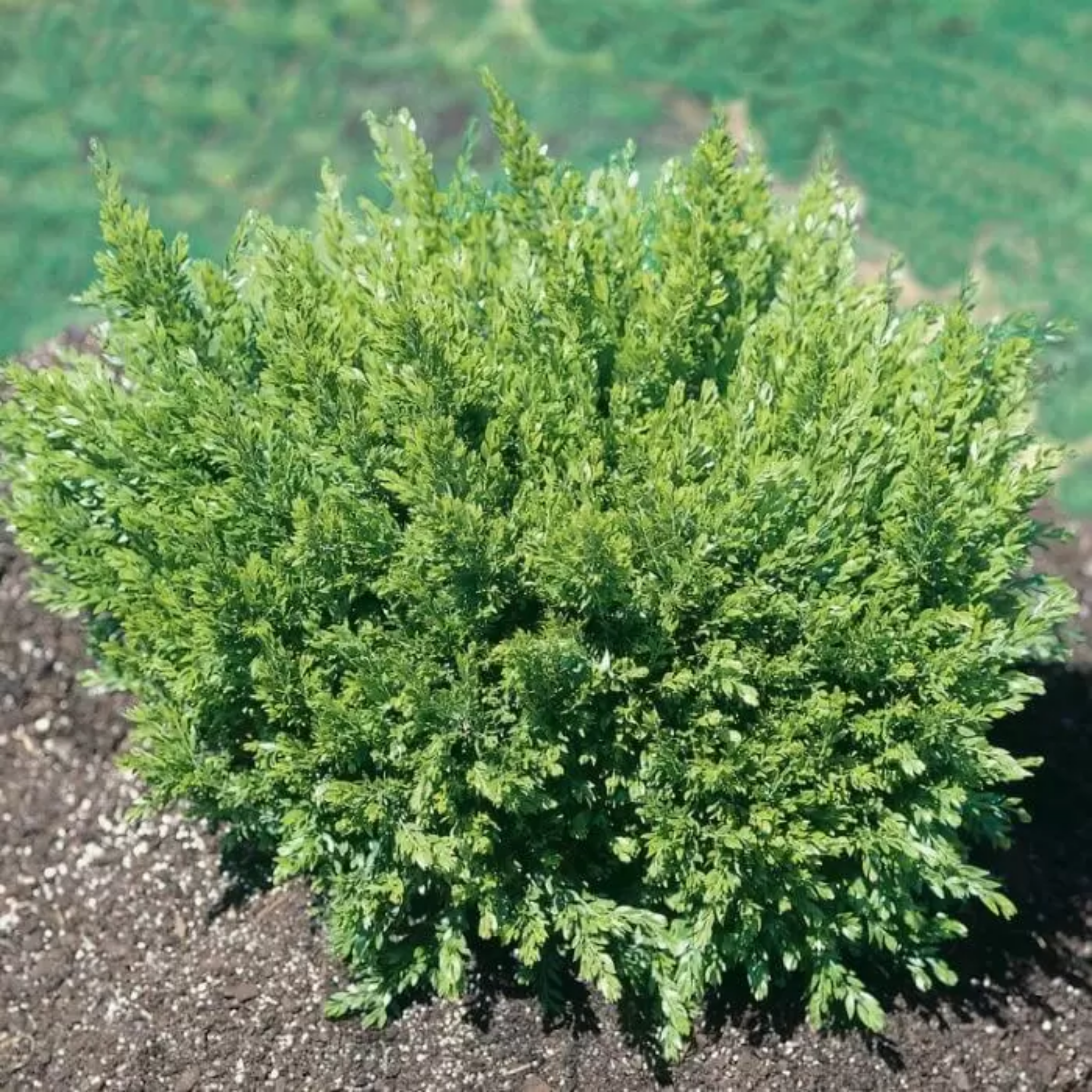 Green shrub on a bed of small stones with a blurred natural background