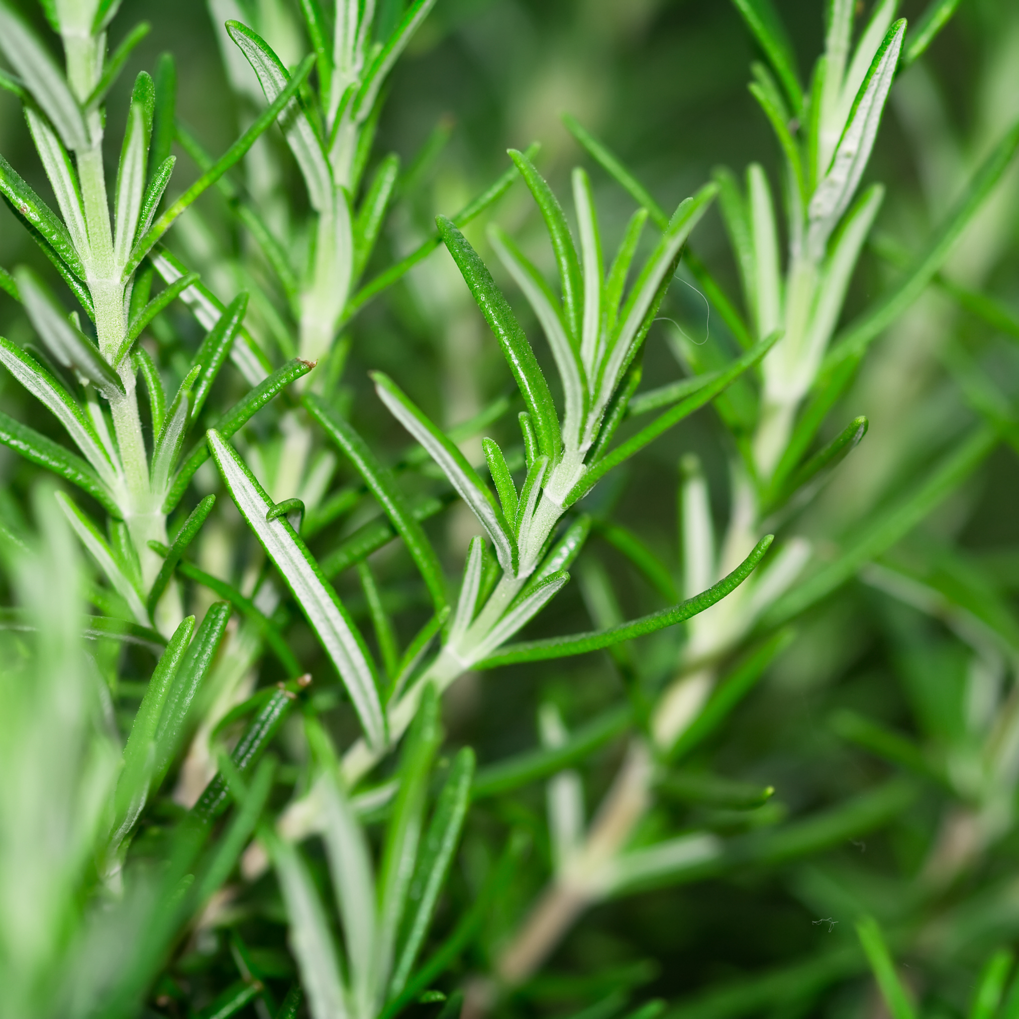 Rosemary Chefs Choice - Rosmarinus officinalis Chefs Choice