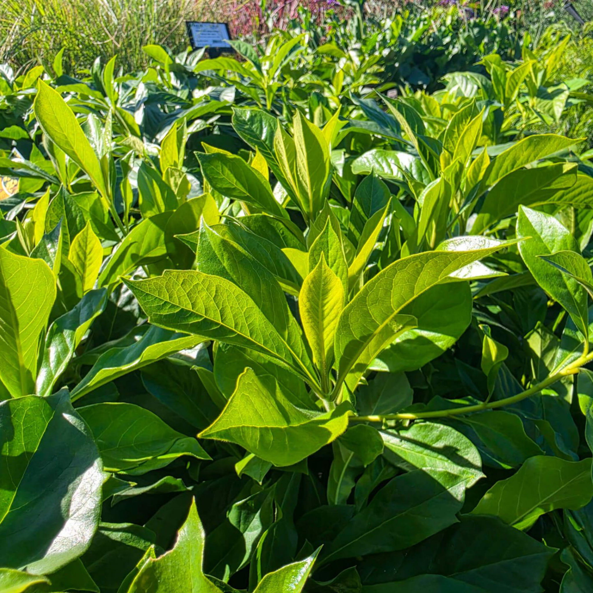 Dwarf Native Frangipani - Hymenosporum flavum 'Gold Nugget'