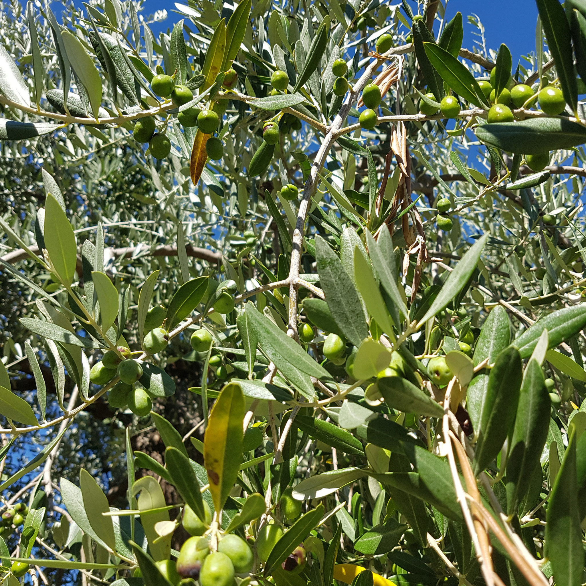 Dwarf Olive Garden Harvest - Olea europaea Garden Harvest