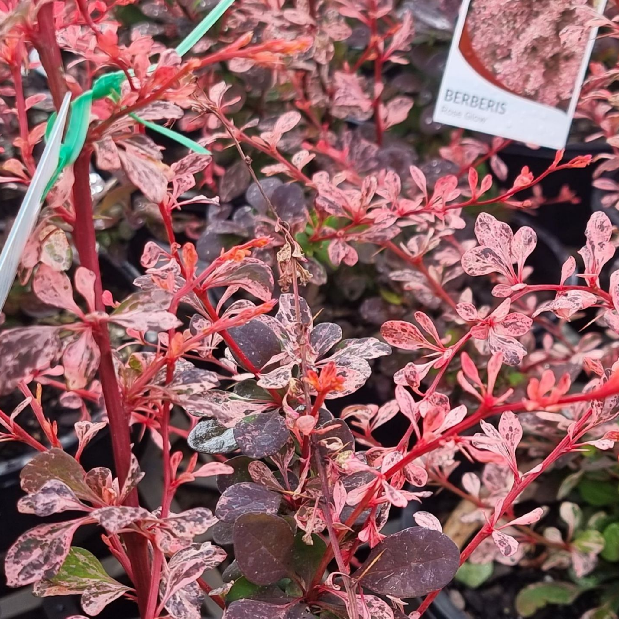 Purple Japanese Barberry Rose Glow - Berberis thunbergii atropurpurea 'Rose Glow'