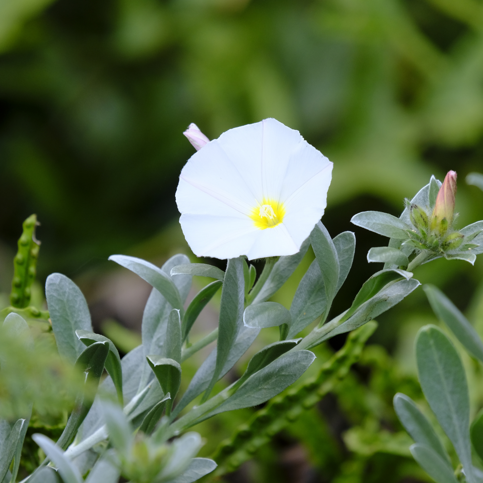 Silver Bush - Convolvulus cneorum Silvery Moon