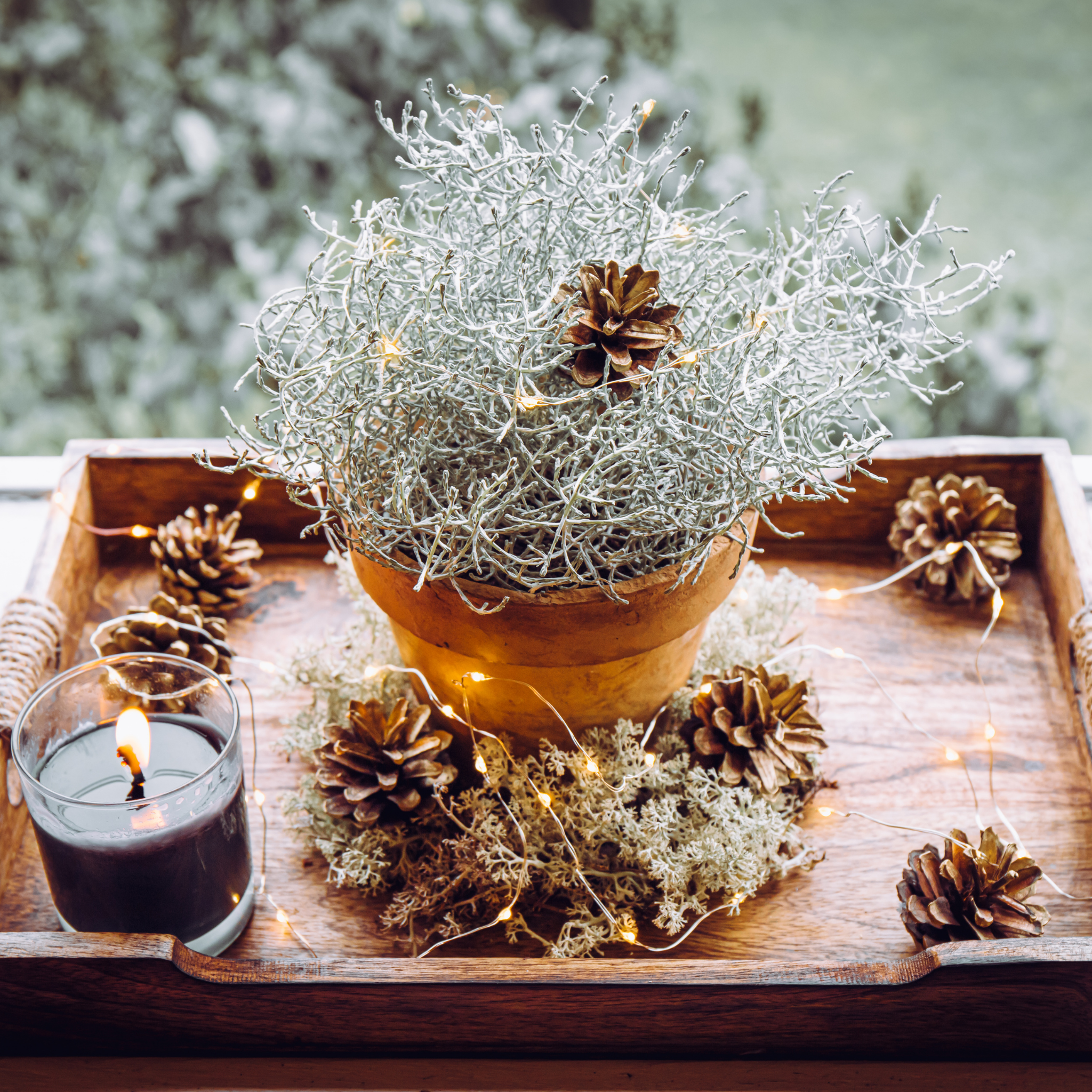 Cushion Bush Sliver Nugget - Leucophyta brownii Silver Nugget