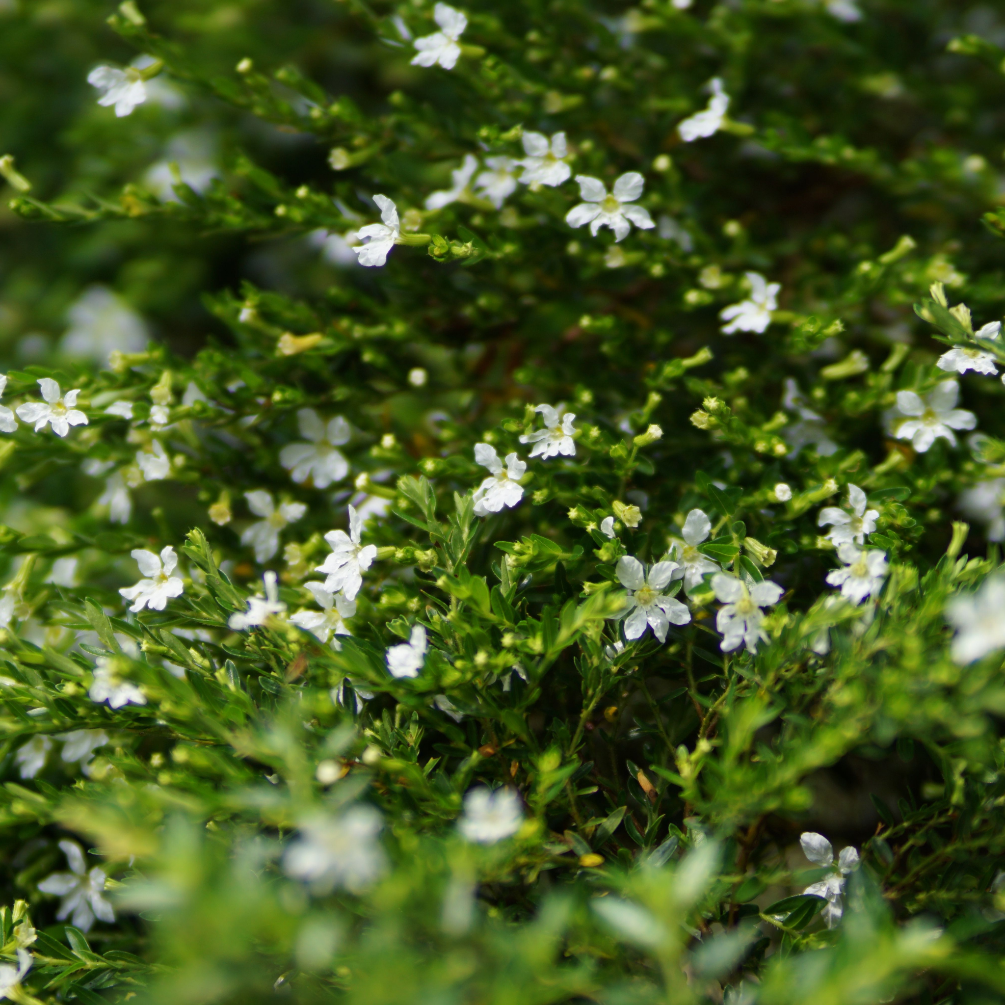 Fine Leaf Creeping Boobialla - Myoporum parvifolium Fine Leaf