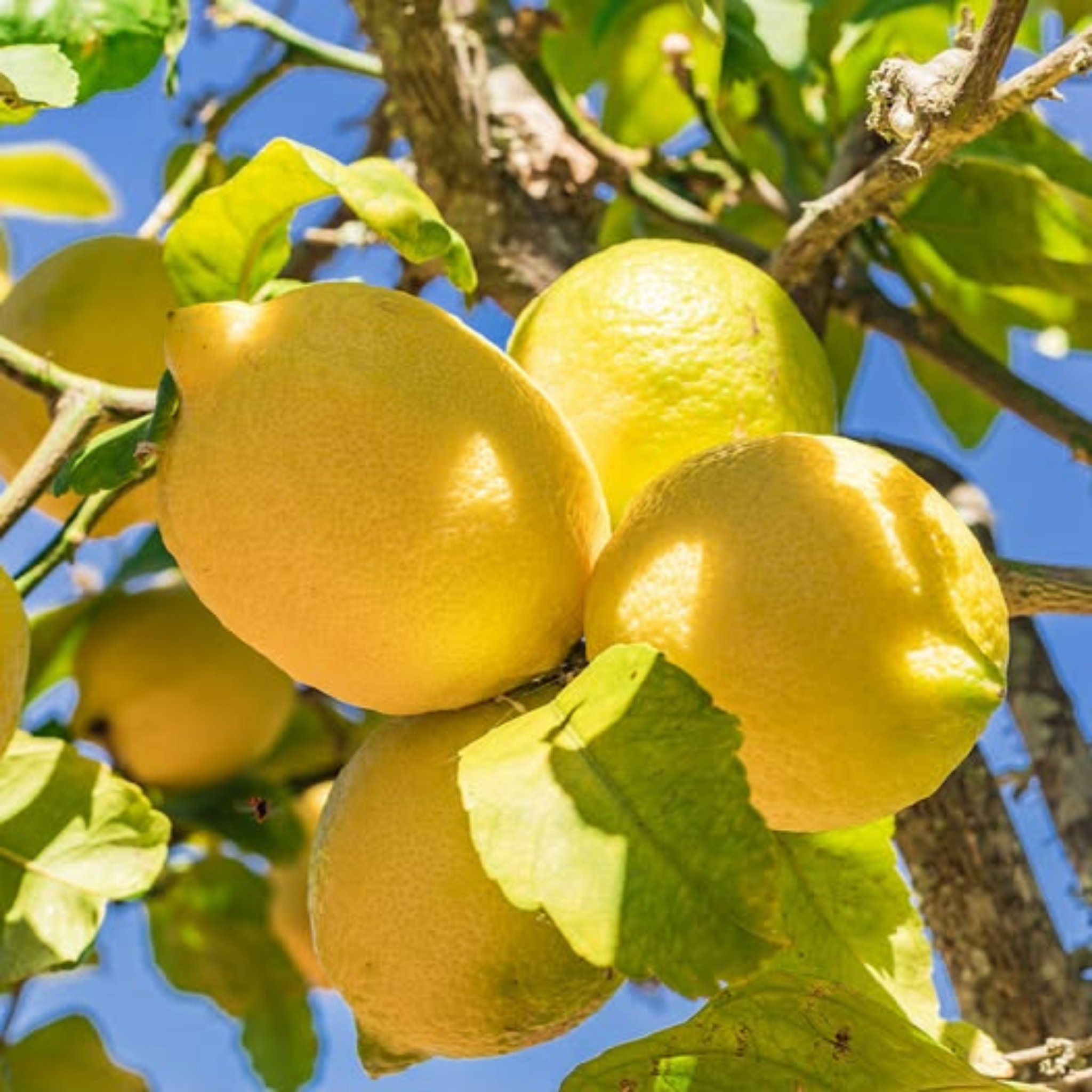 Eureka Dwarf Lemon - Citrus limon