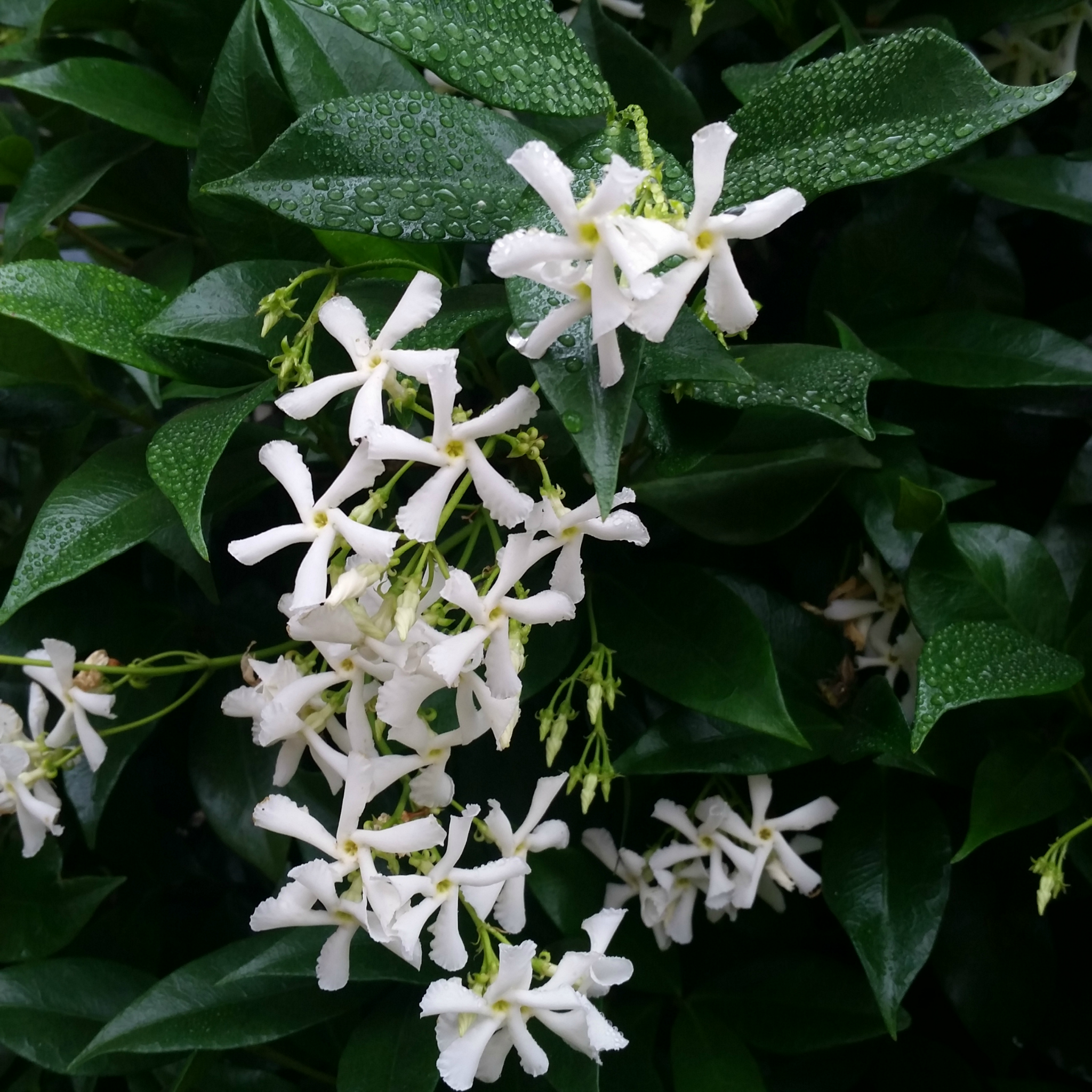Chinese Star Jasmine - Trachelospermum jasminoides Jessamine