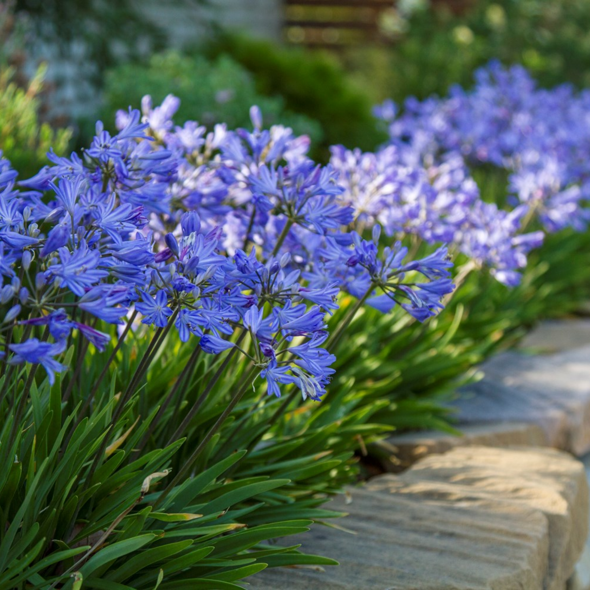 Agapanthus africanus 'Baby Blue' - Dwarf African Lily of the Nile
