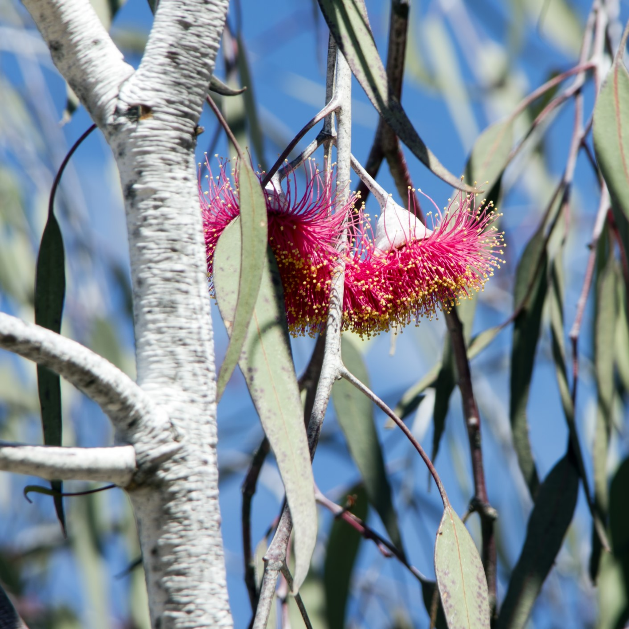 Eucalyptus Silver Princess Gum - Eucalyptus caesia Silver Princess