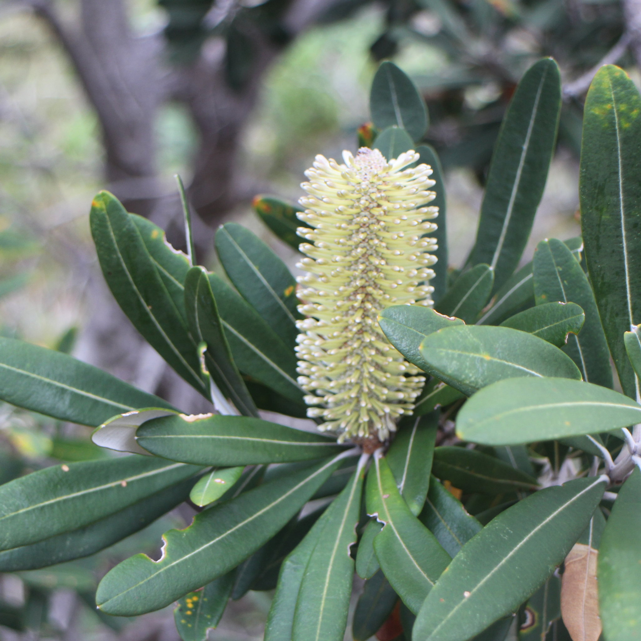 Flower spike of a banksia plant with green leaves