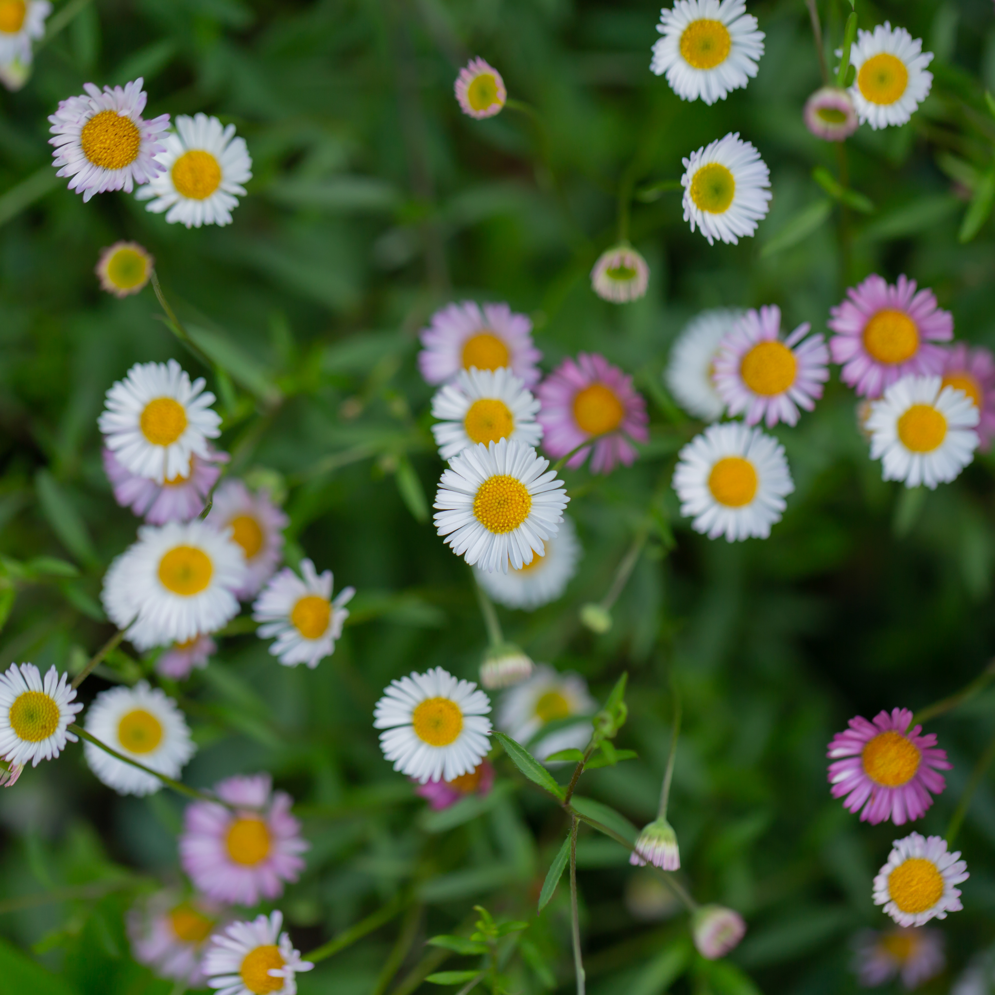 Seaside Daisy - Erigeron karvinskianus