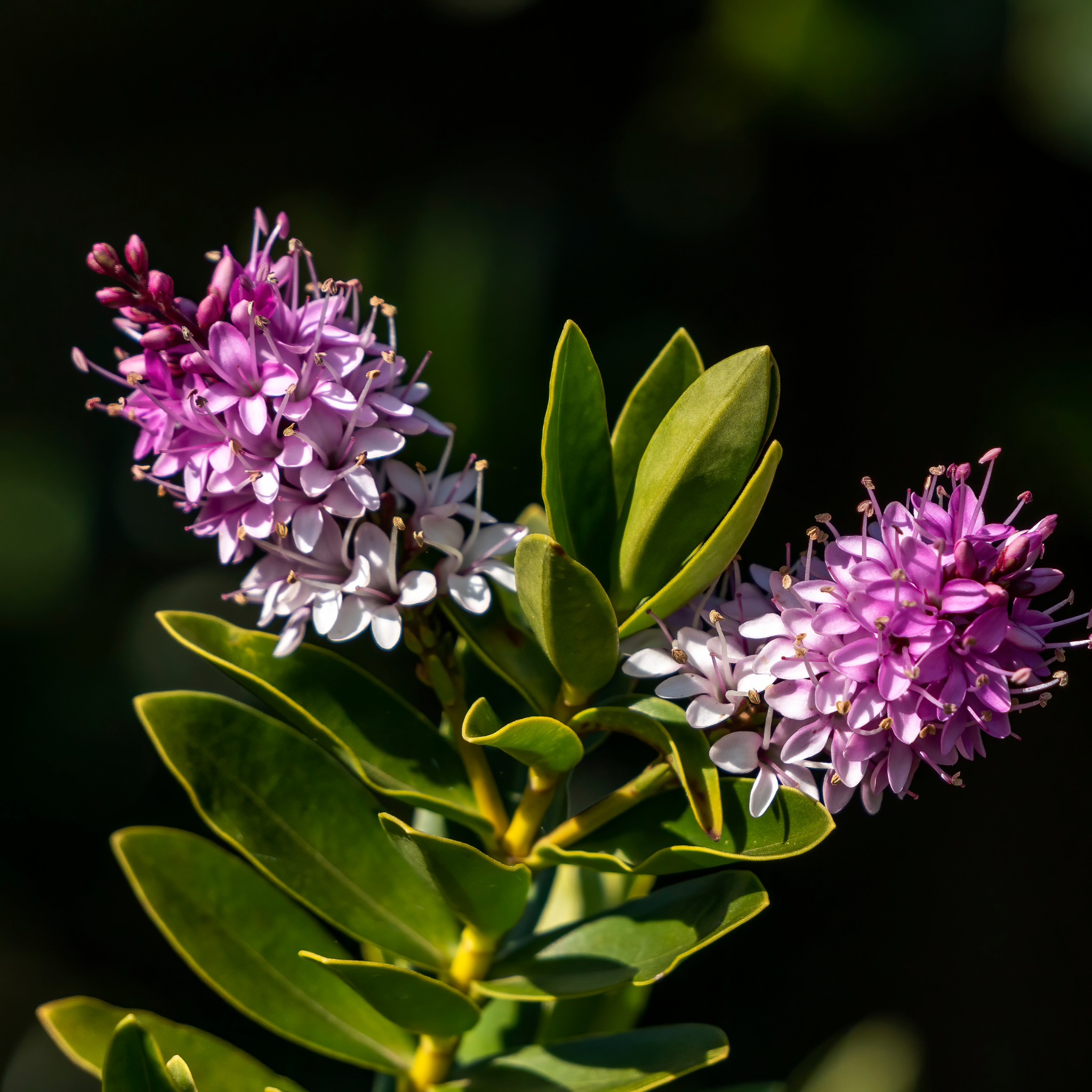 Hebe hybrida Wiri Cloud