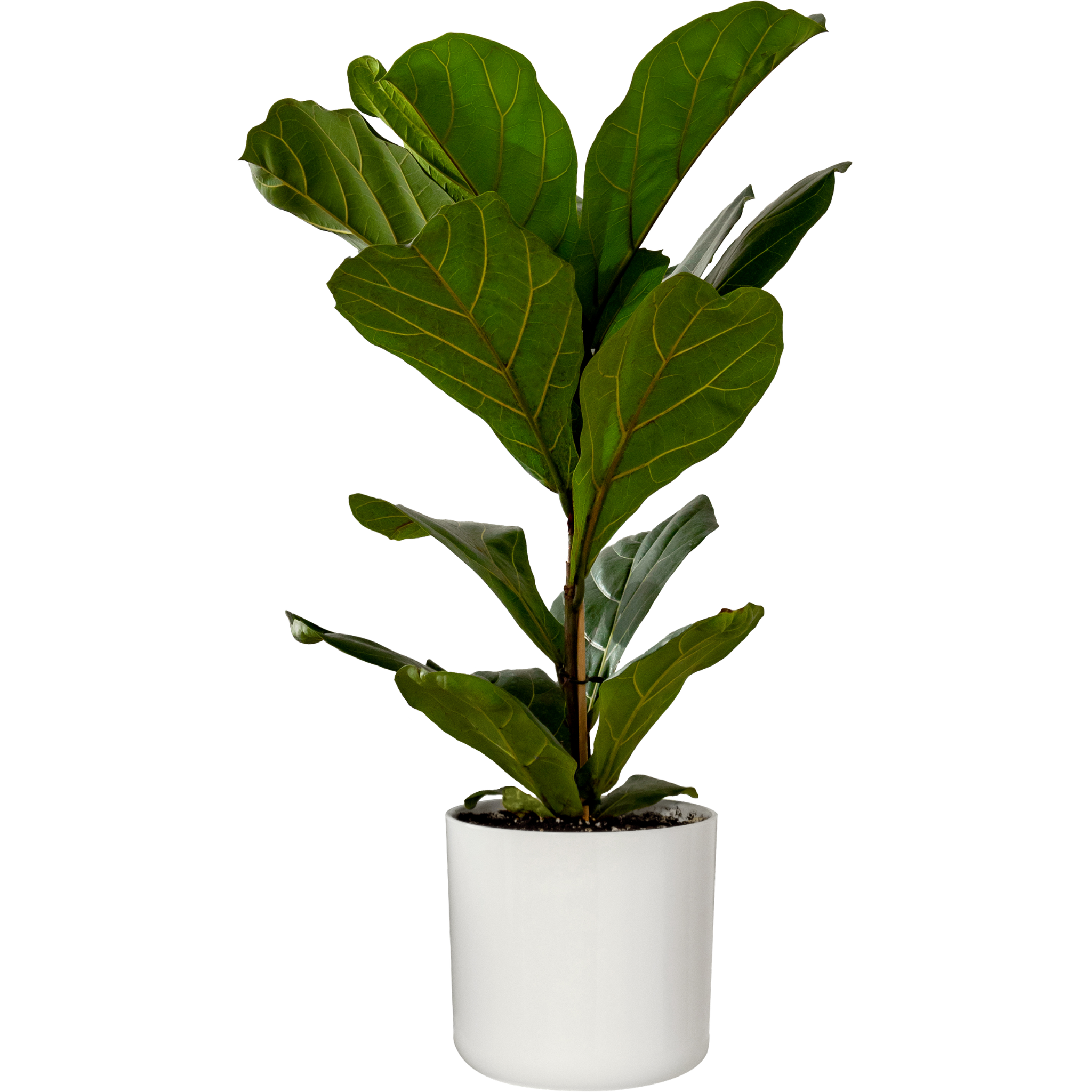 Fiddle Leaf Fig - Ficus lyrata