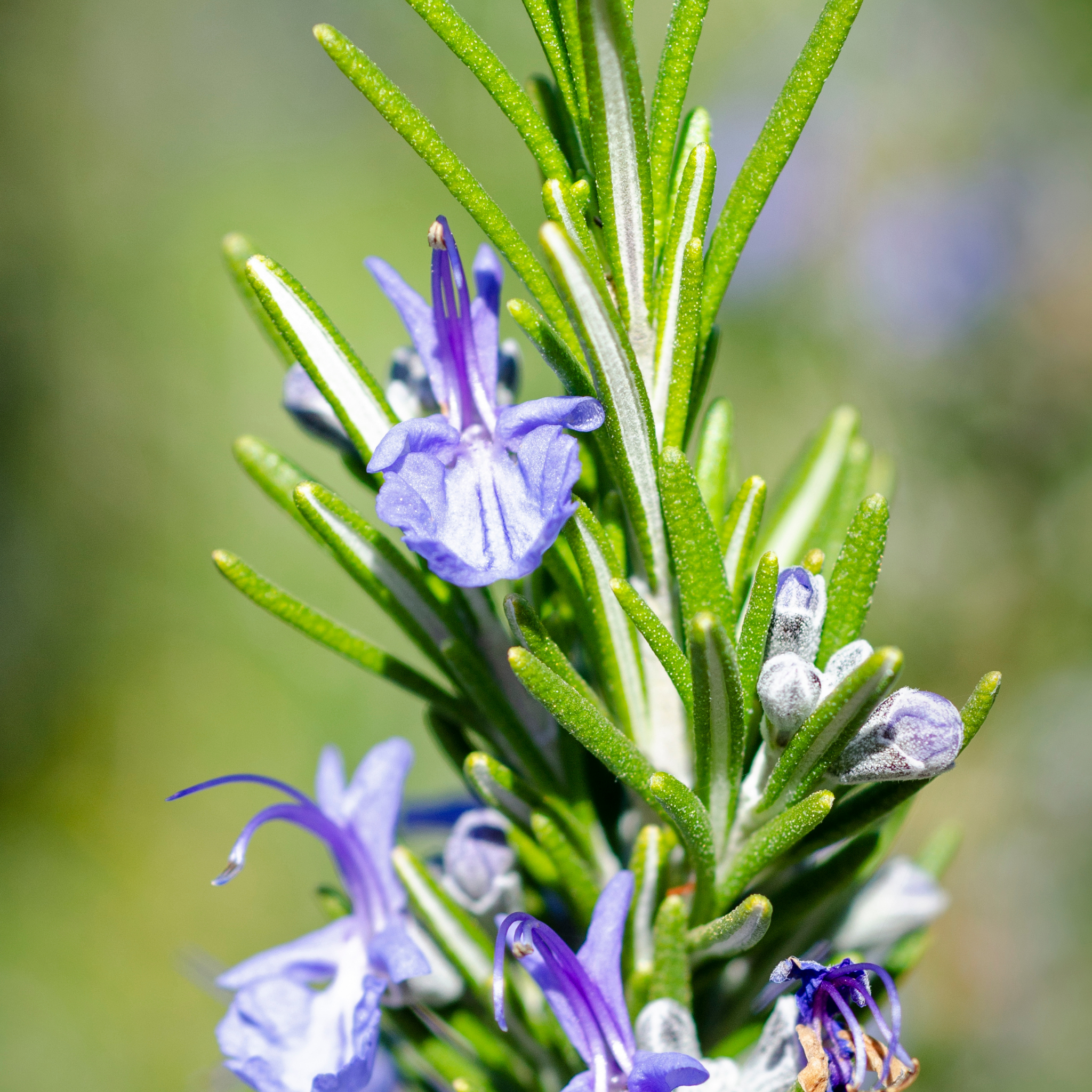Rosemary - Rosmarinus officinalis