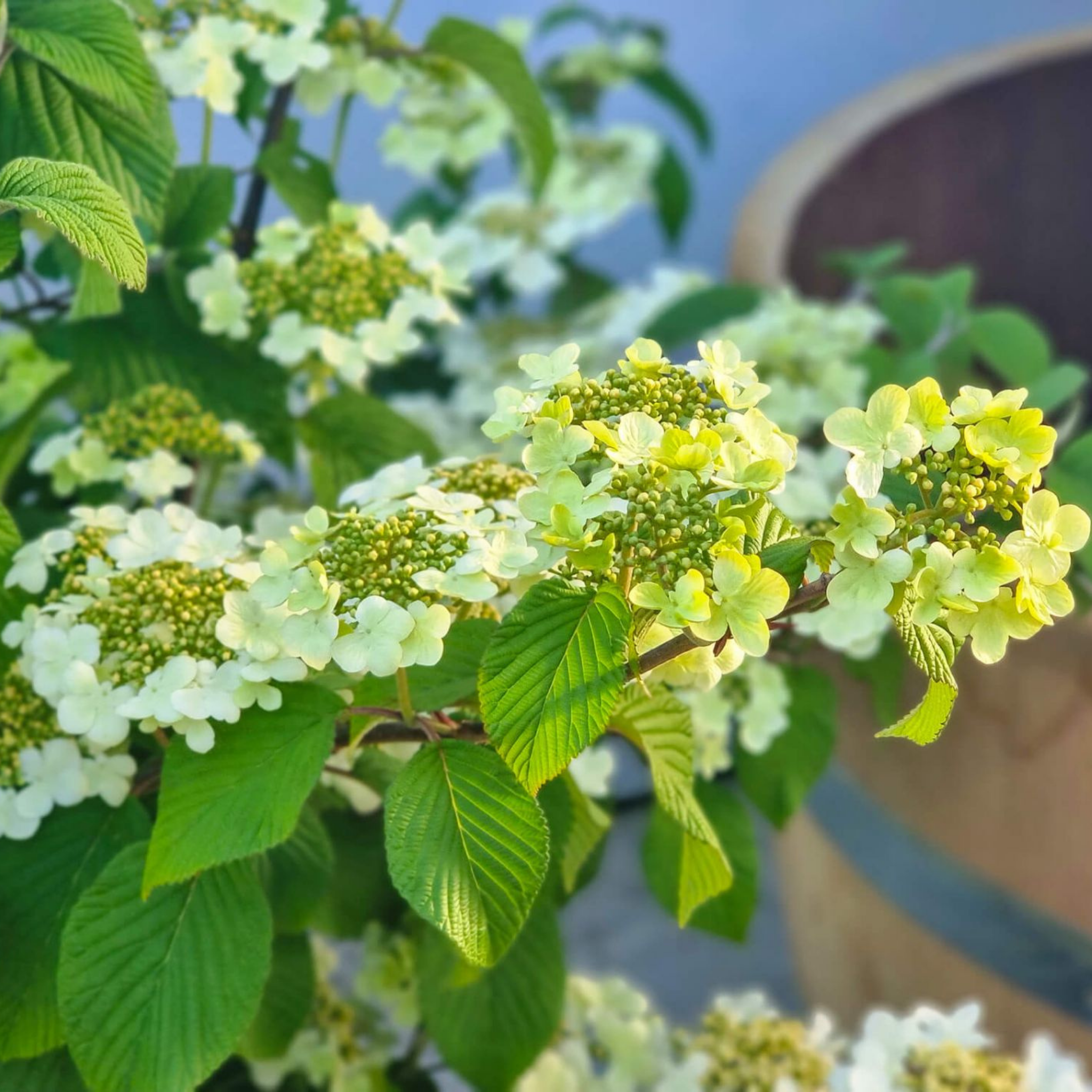 Viburnum plicatum Japanese snowball - Viburnum plicatum tomentosum Mariesii