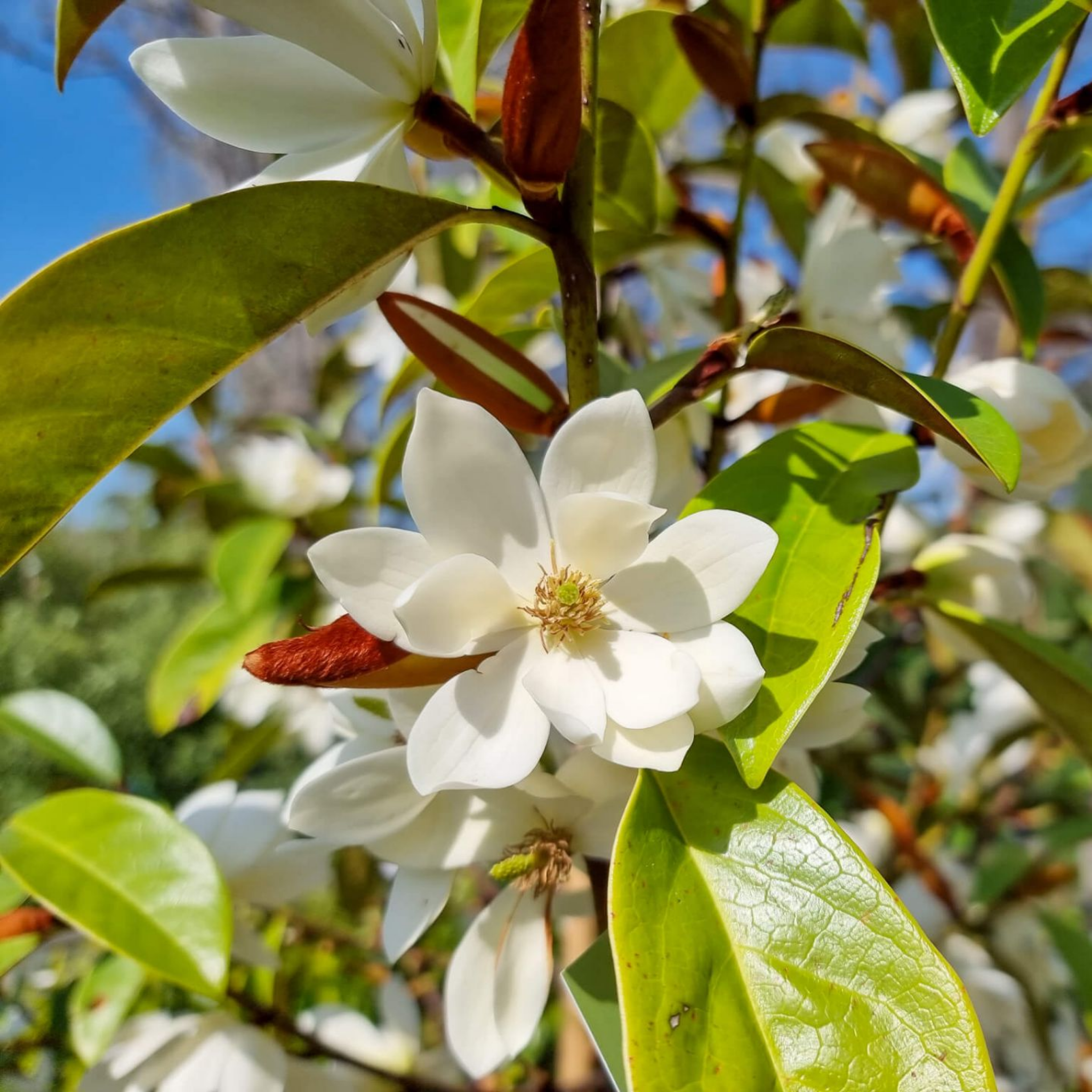 Fairy Cream Magnolia - Magnolia hybrida Fairy Cream