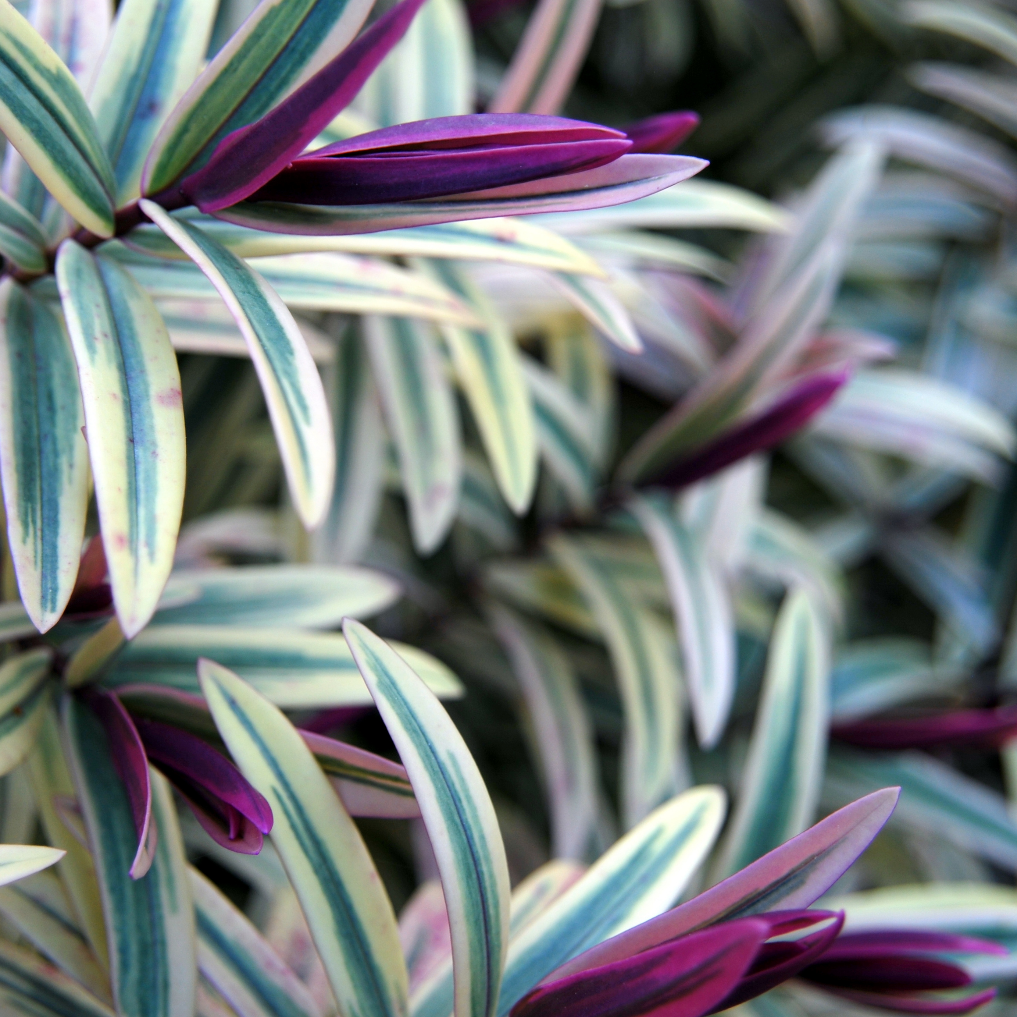 Hebe hybrida Annies Winter Wonder