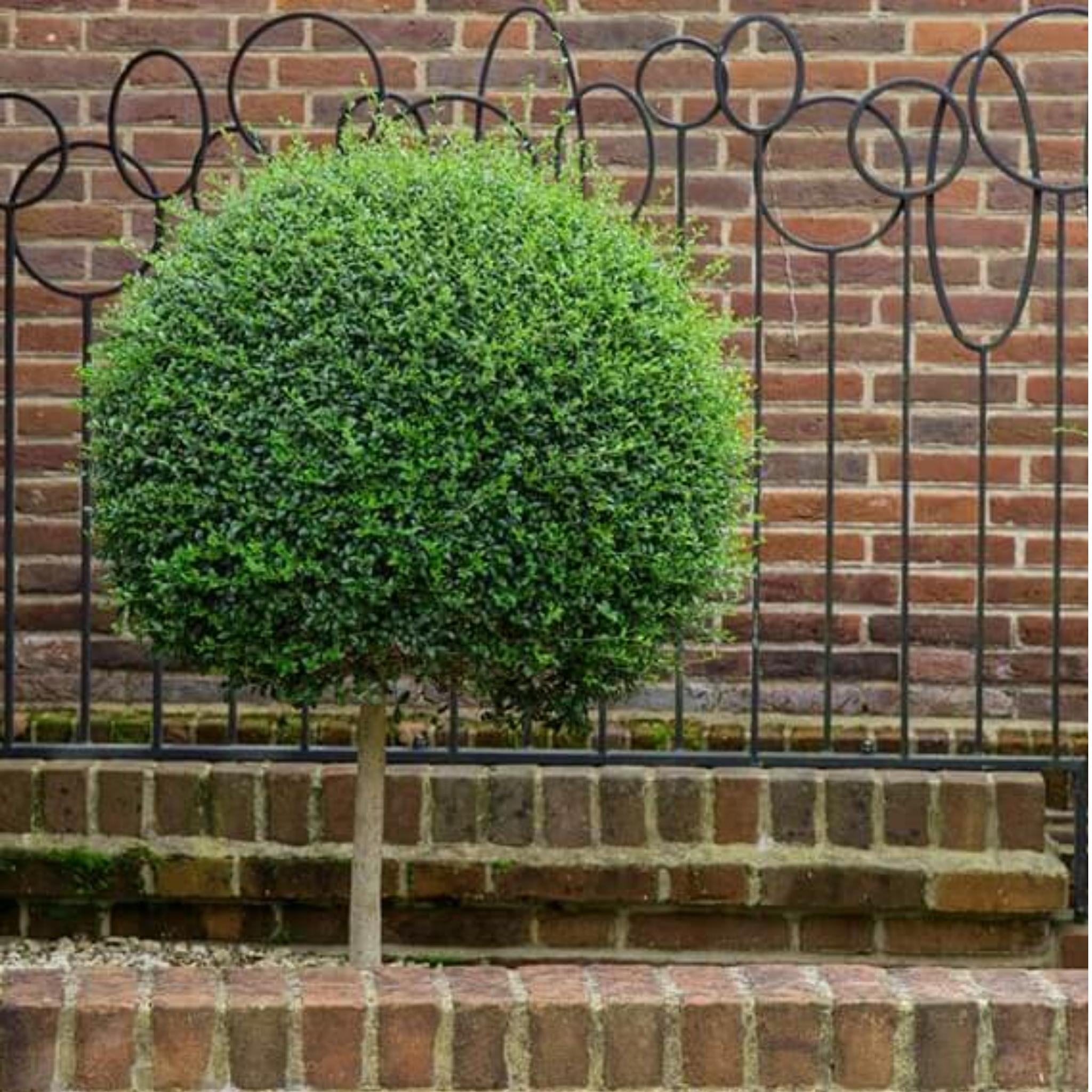 Green bush in a pot against a brick wall with decorative metal railing