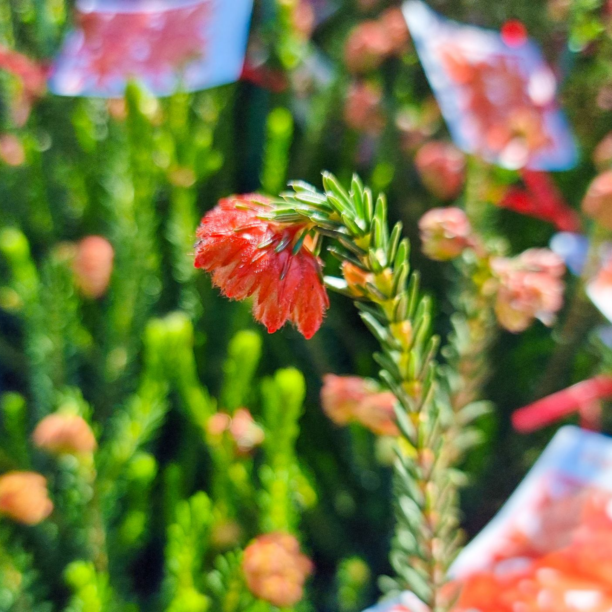 Red Fire Erica - Erica cerinthoides Red