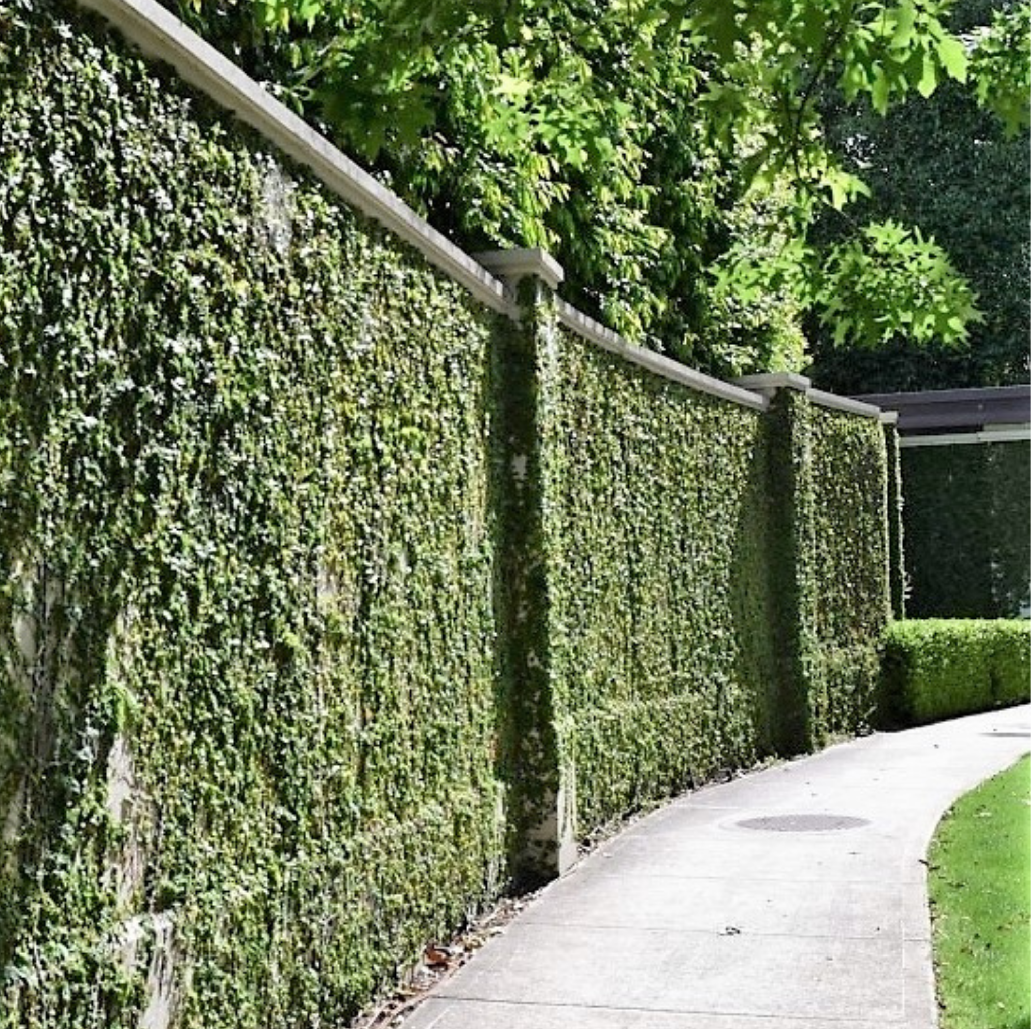 Creeping Fig - Ficus pumila