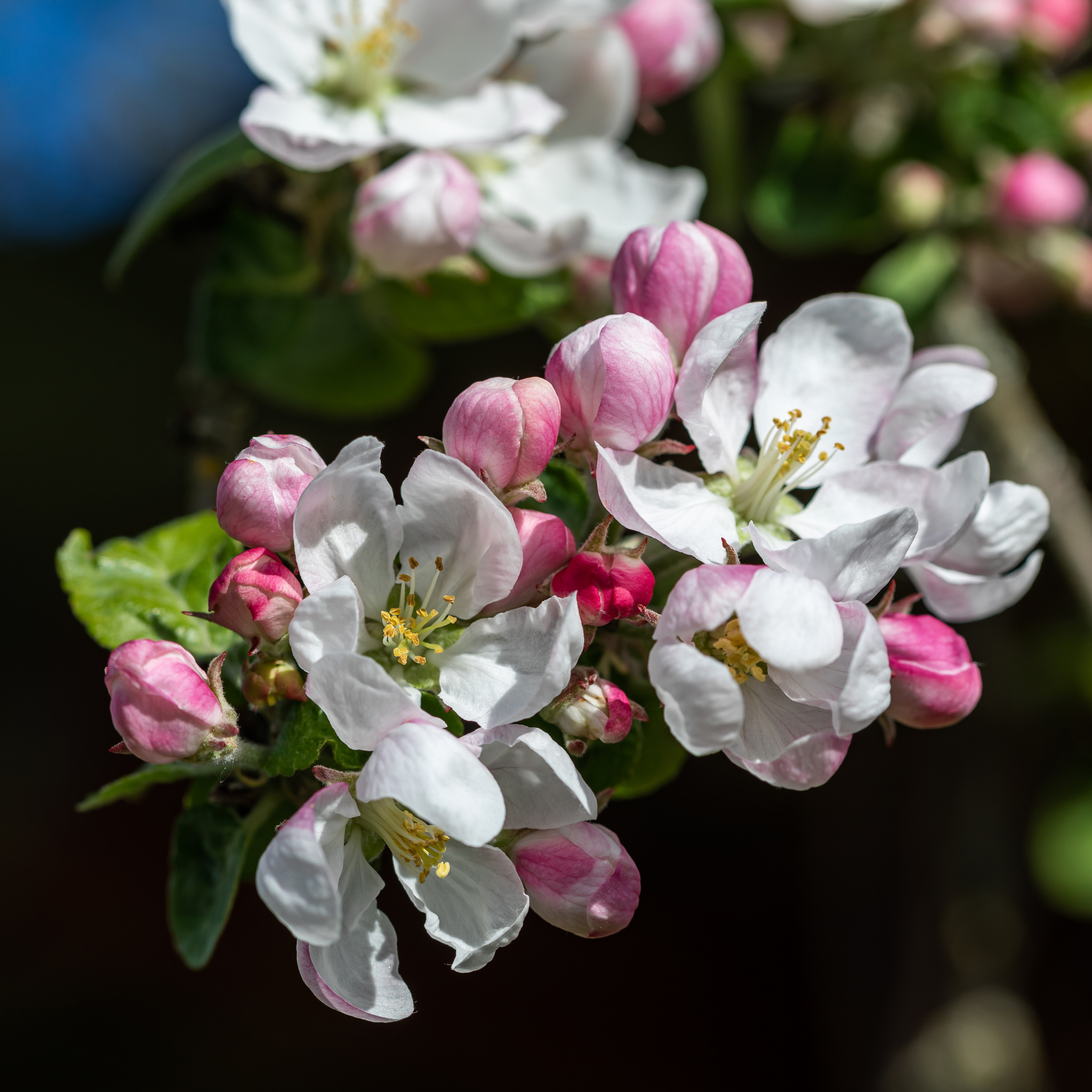 Apple Gala Tree - Malus domestica Gala Apple