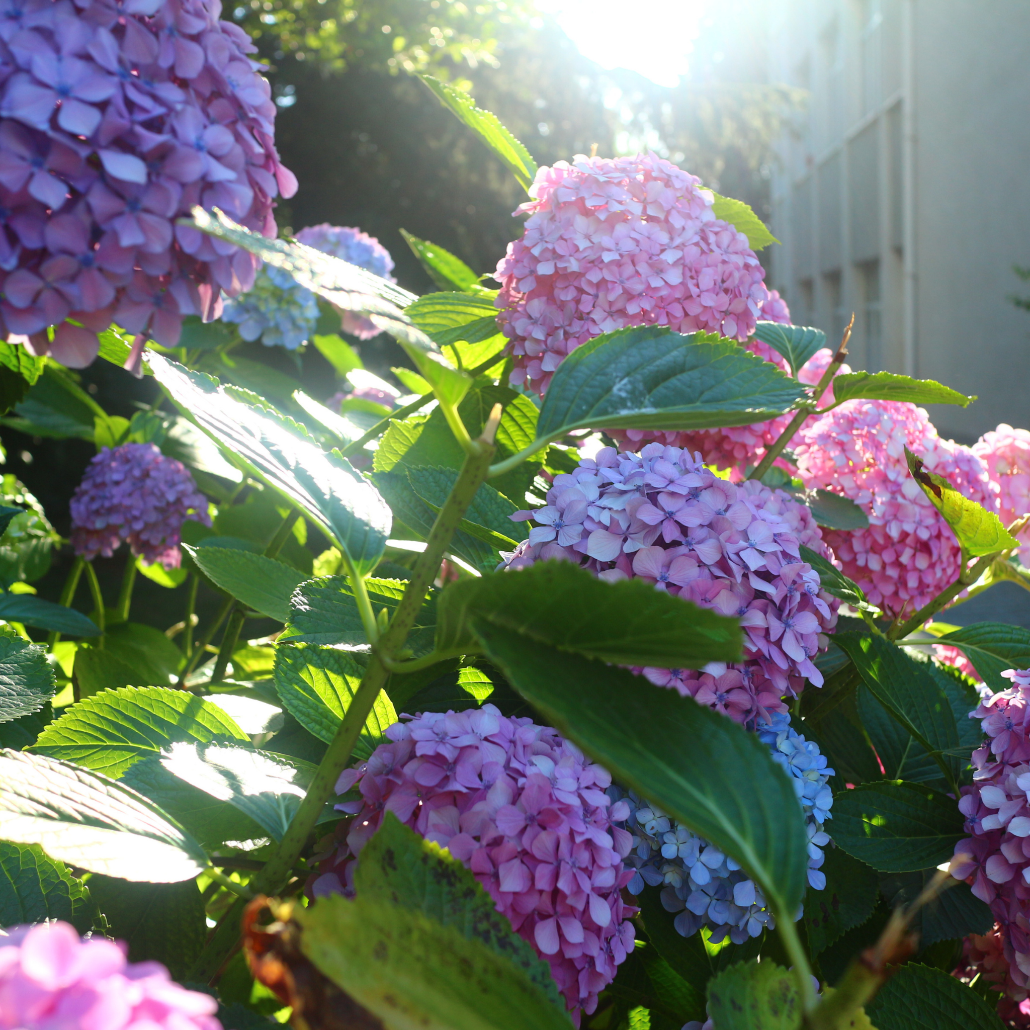 Big Leaf Hydrangea - Hydrangea macrophylla