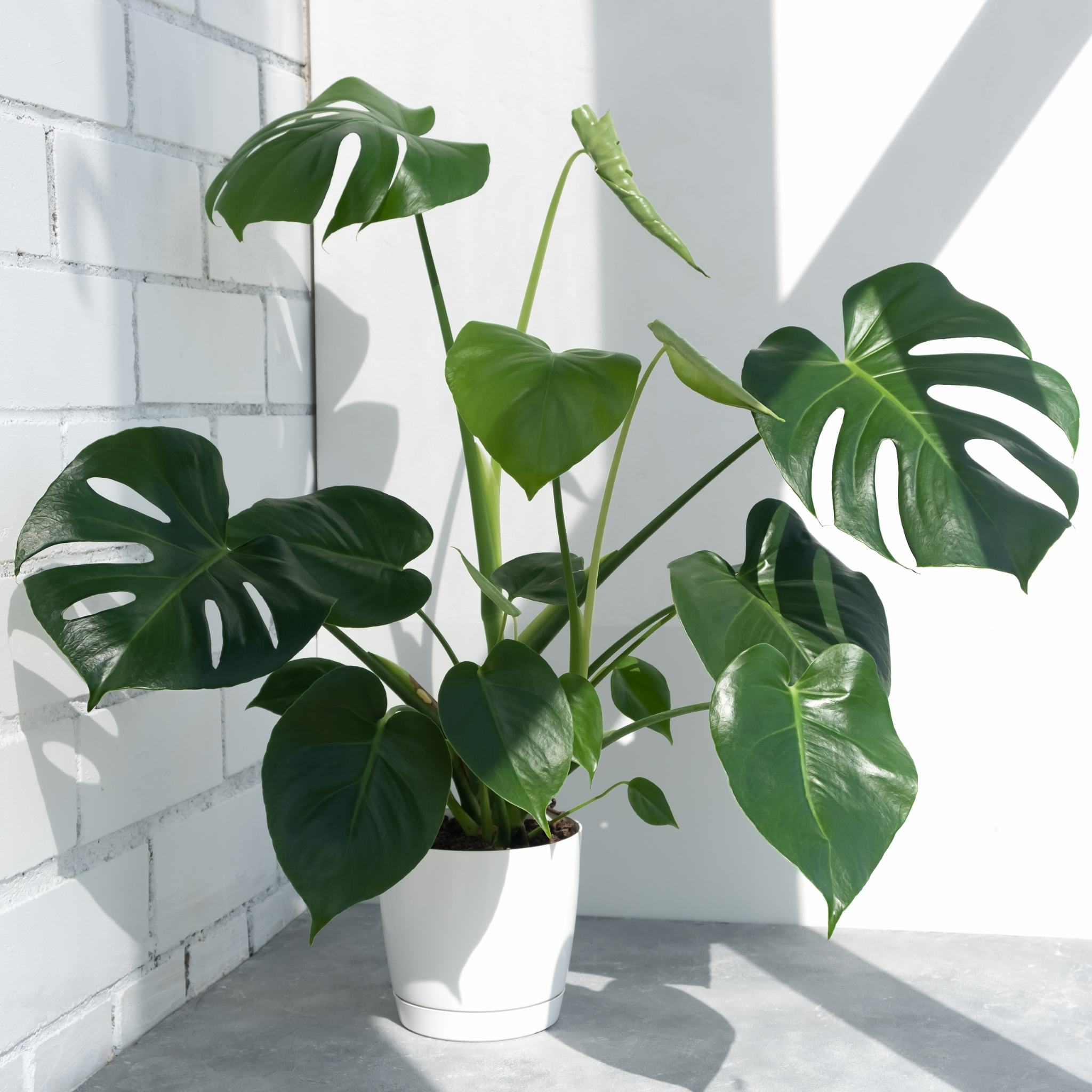 Swiss Cheese Plant - Monstera deliciosa