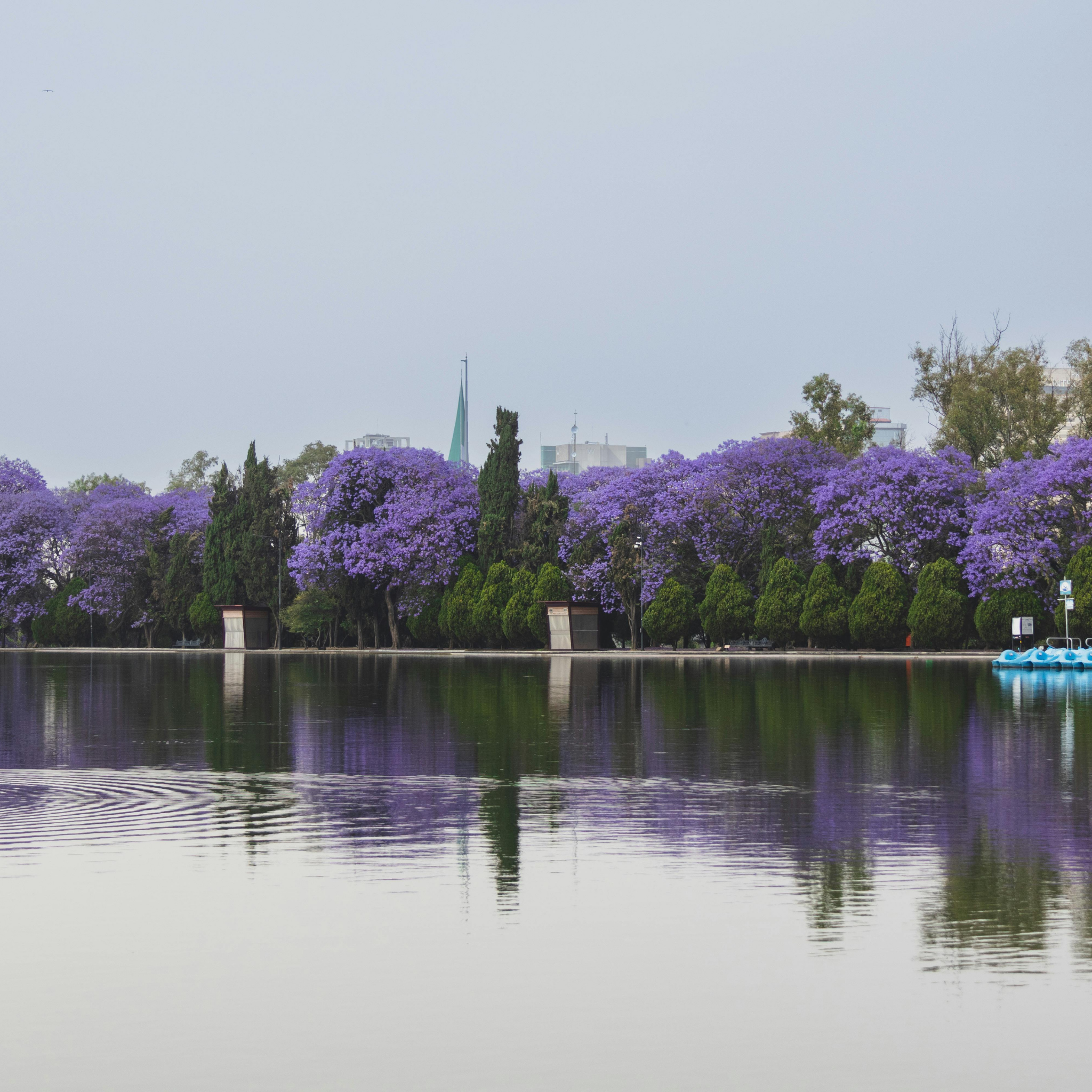 Blue Jacaranda - Jacaranda mimosifolia