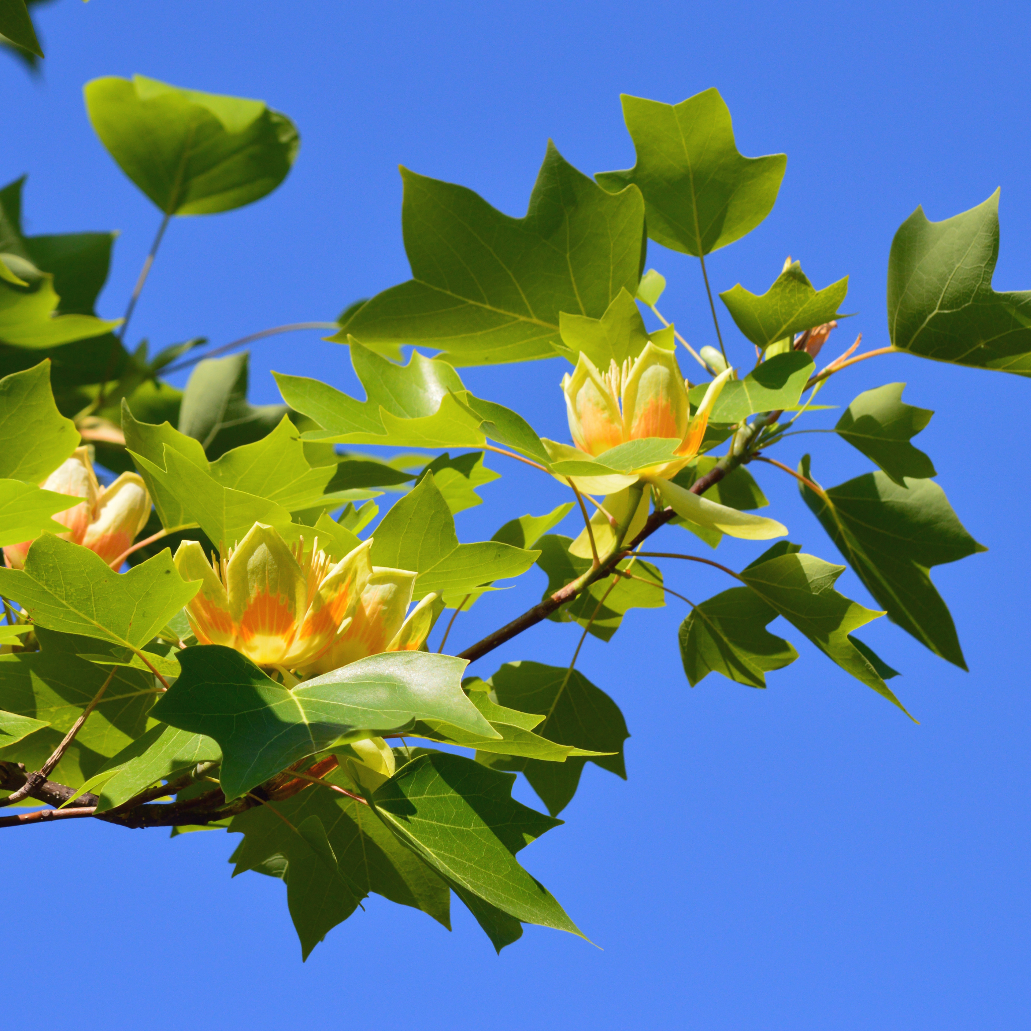 Tulip Tree - Liriodendron tulipifera