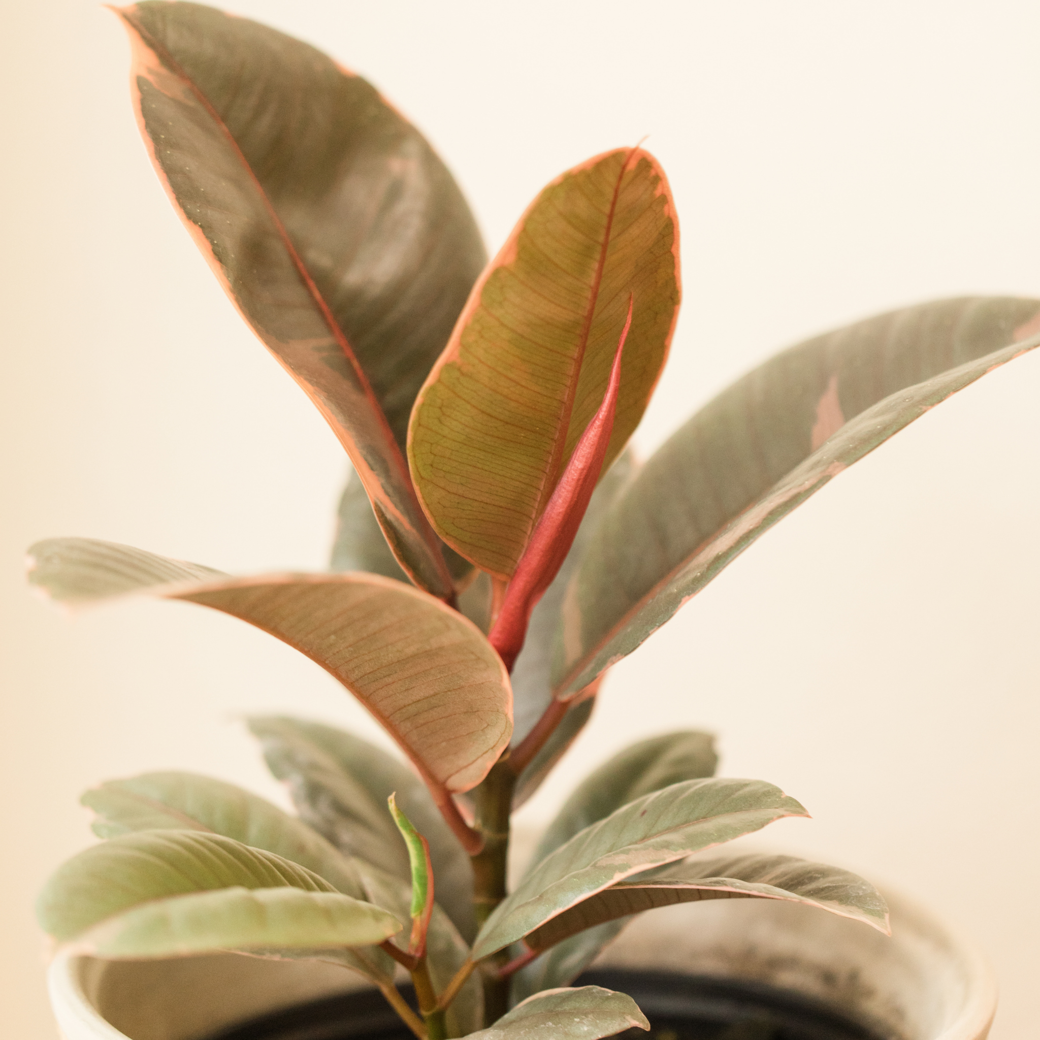 Red Rubber Tree Plant - Ficus elastica Ruby