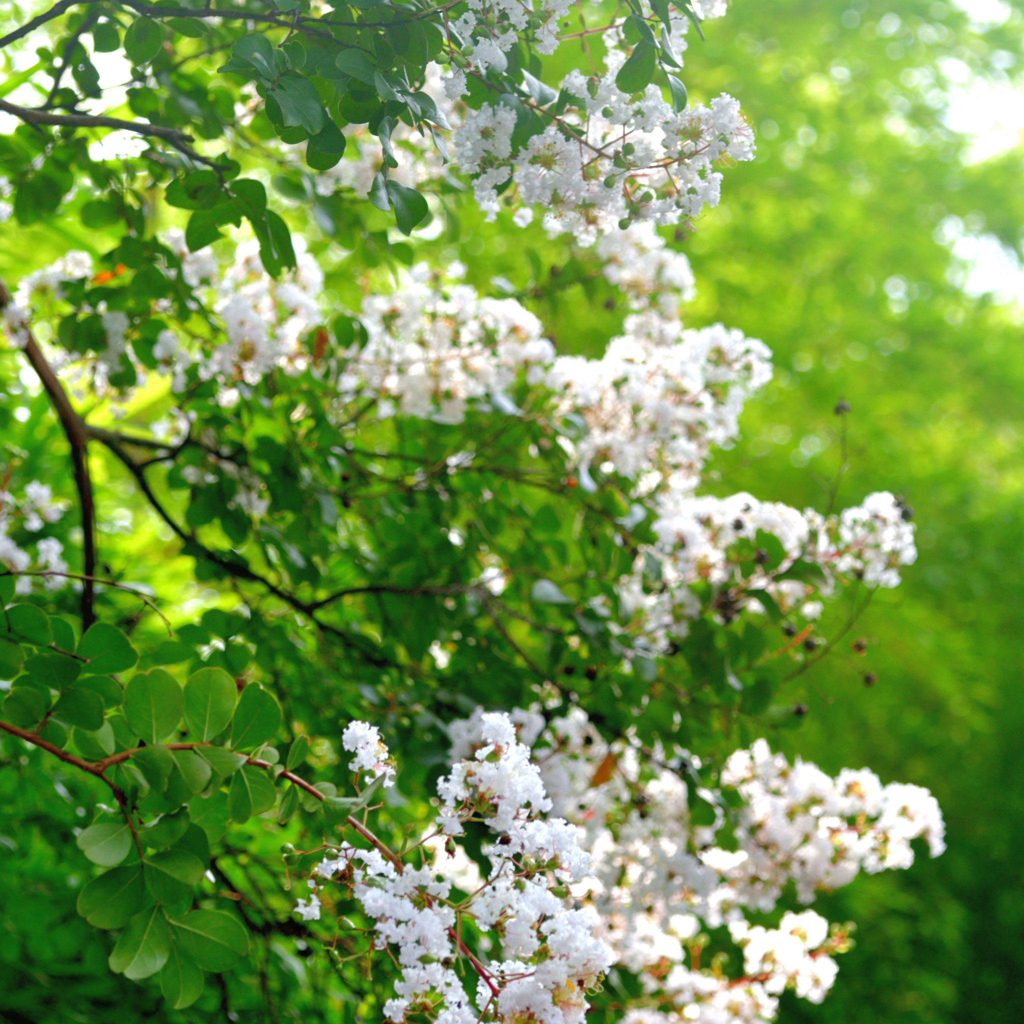 White Crepe Myrtle - Lagerstroemia indica fauriei 'Acoma'