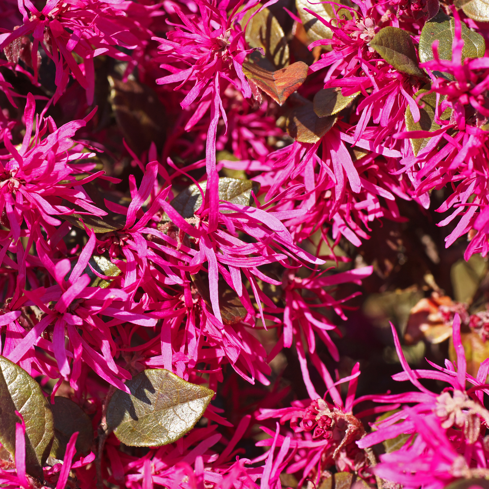 Chinese pink fringe flower - Loropetalum chinense rubrum 'China Pink'