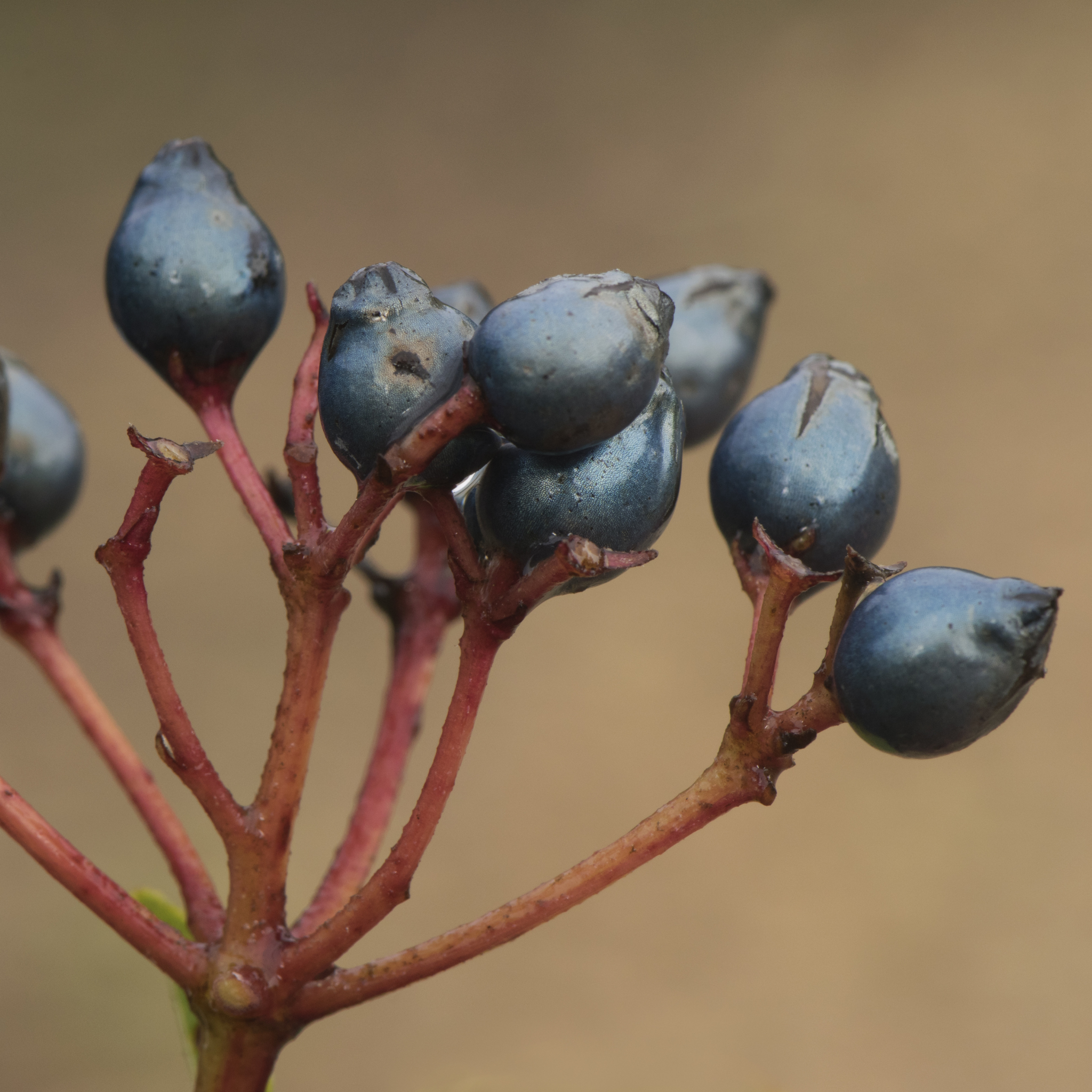 Viburnum tinus - Laurustinus