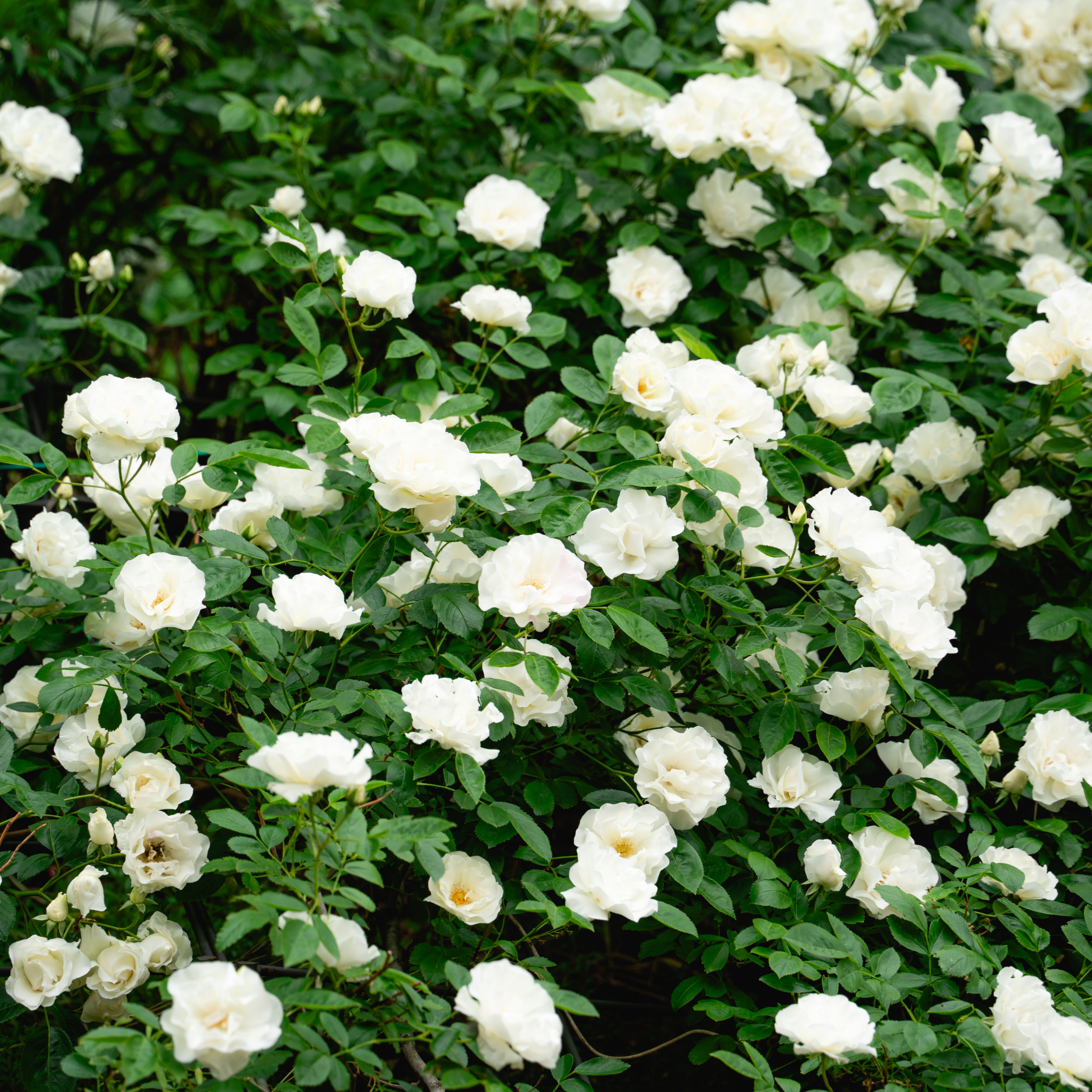 Iceberg Floribunda Rose - Rosa Iceberg