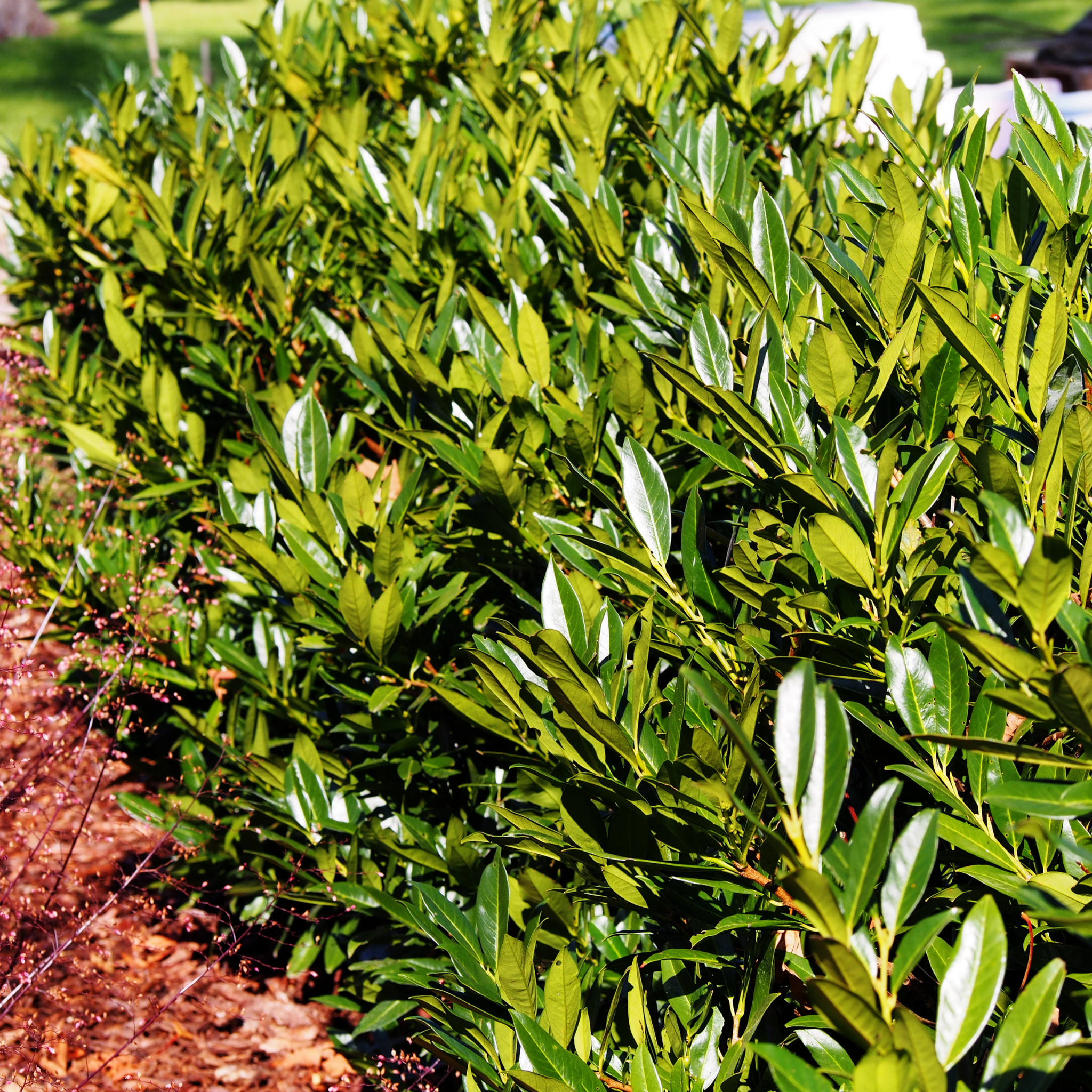 Row of green shrubs or small trees in a garden setting