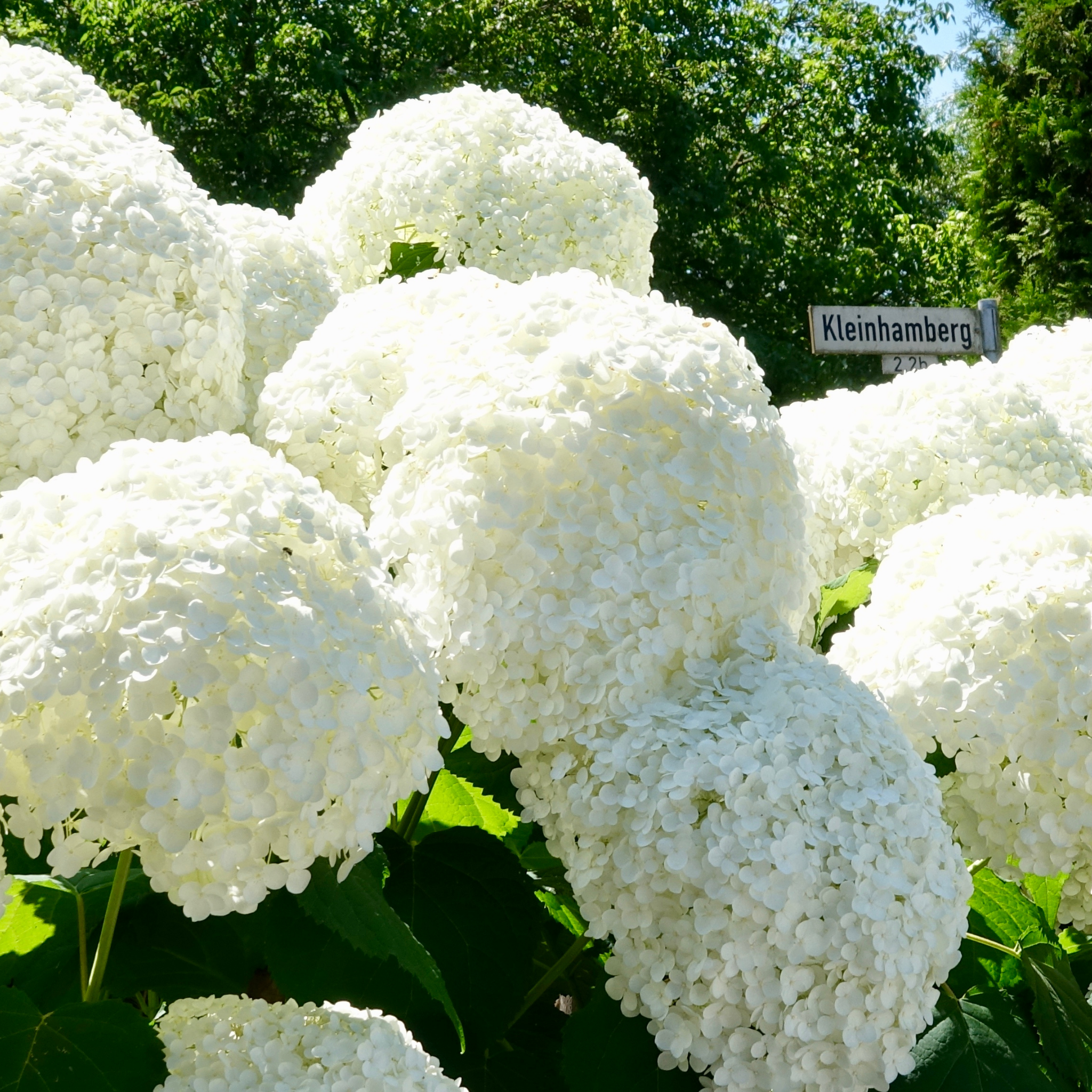 Hydrangea arborescens 'Annabelle' – Smooth Hydrangea