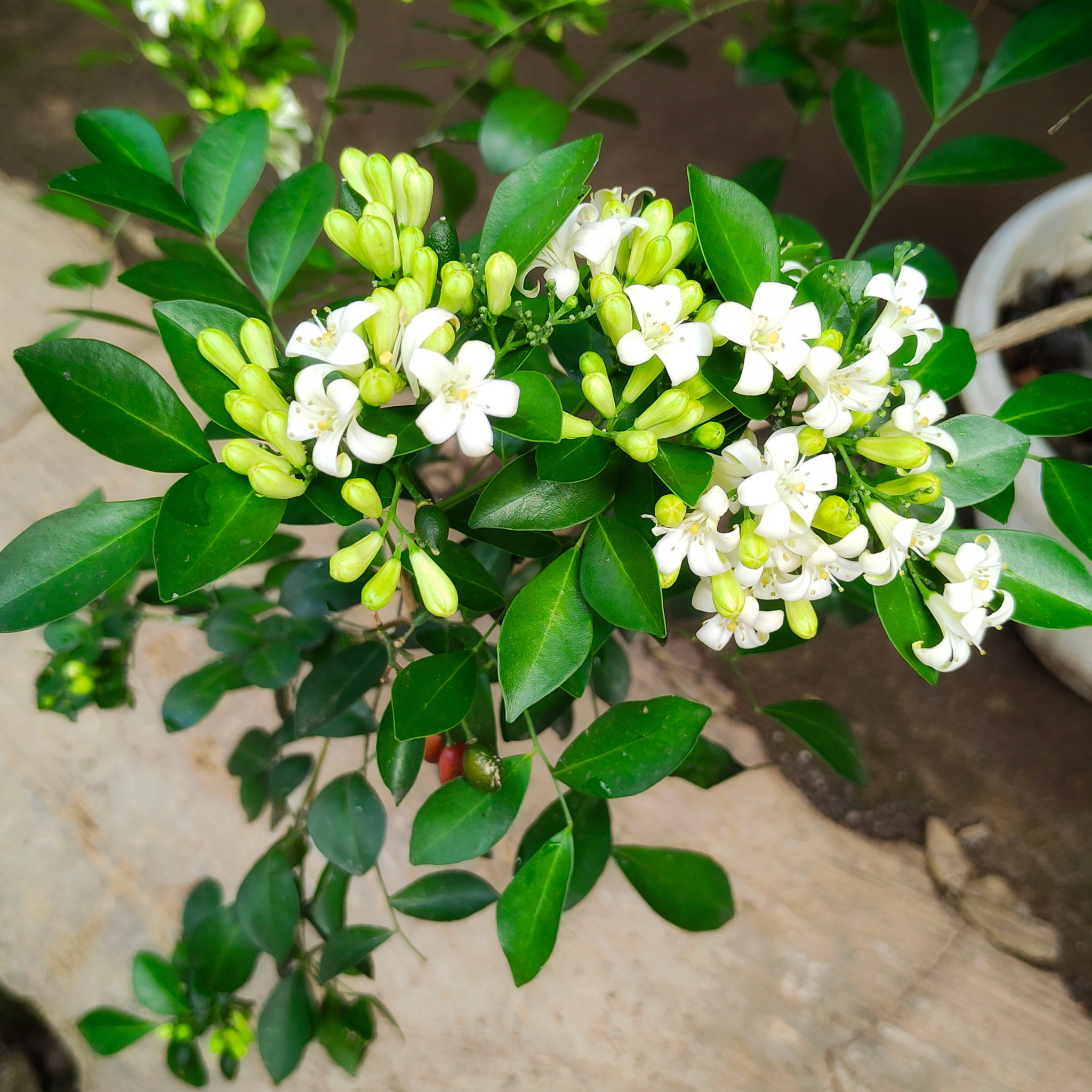 Orange Jessamine - Murraya paniculata