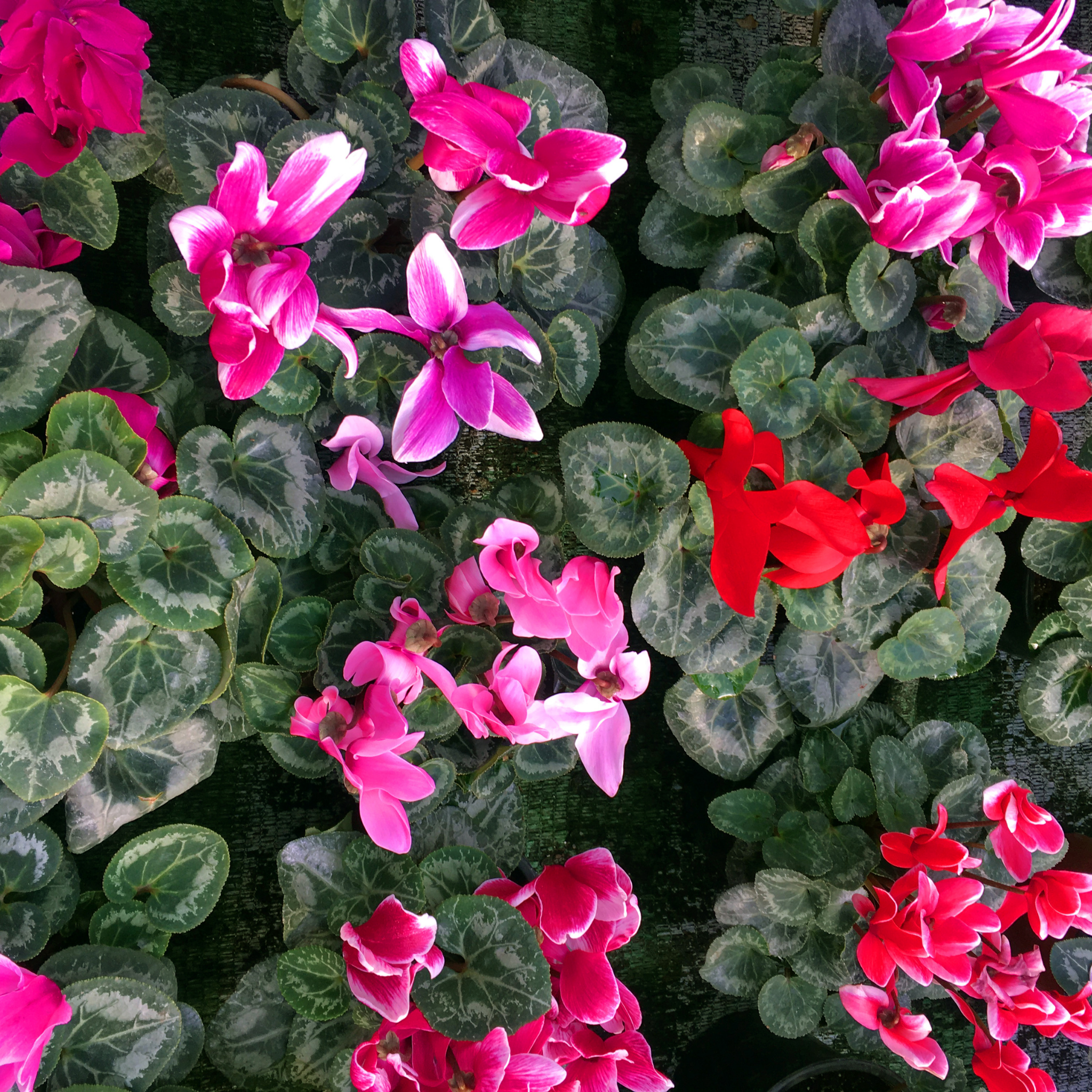 Cyclamen Assorted