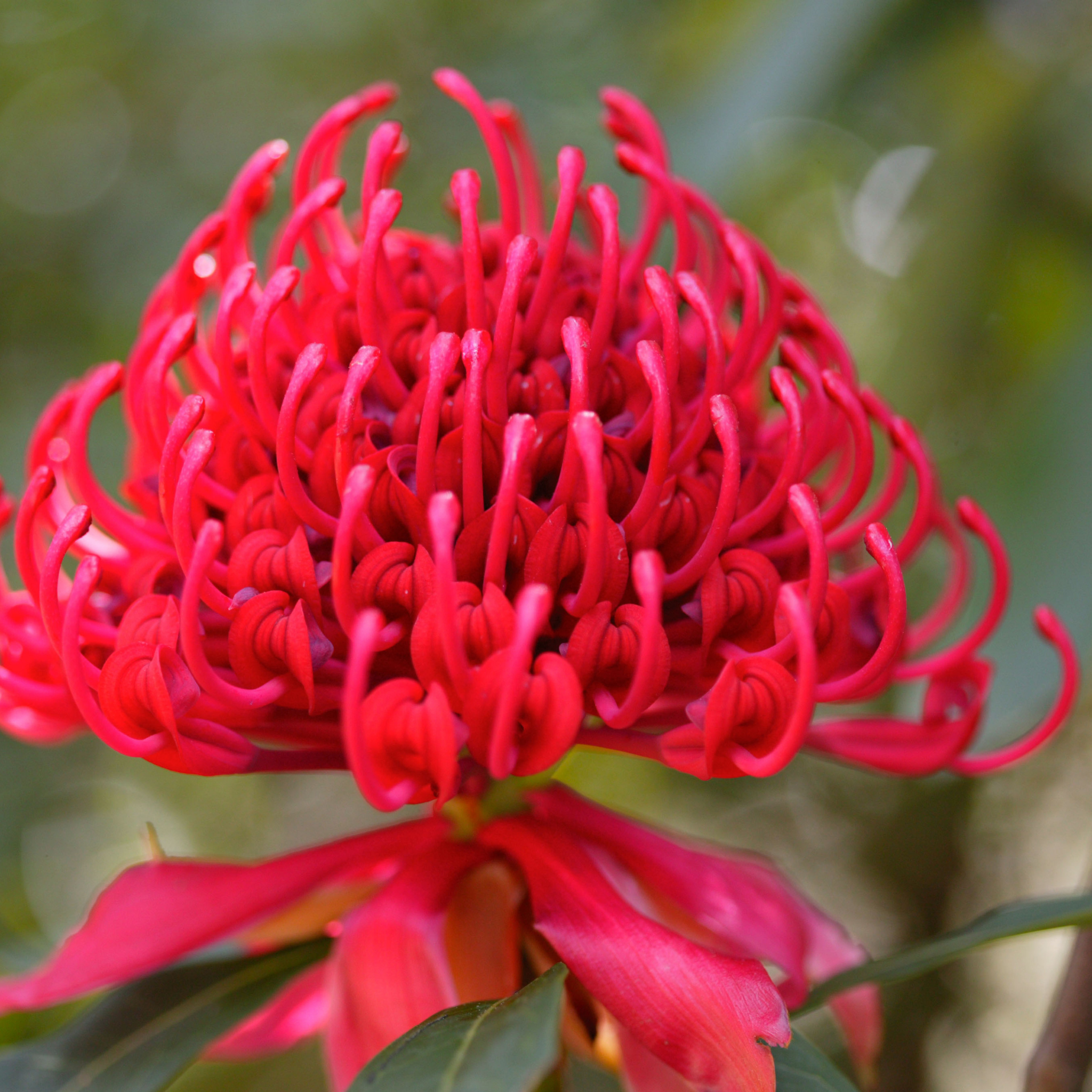 Waratah Shady Lady Red - Telopea speciosissima oreade Shady Lady Red