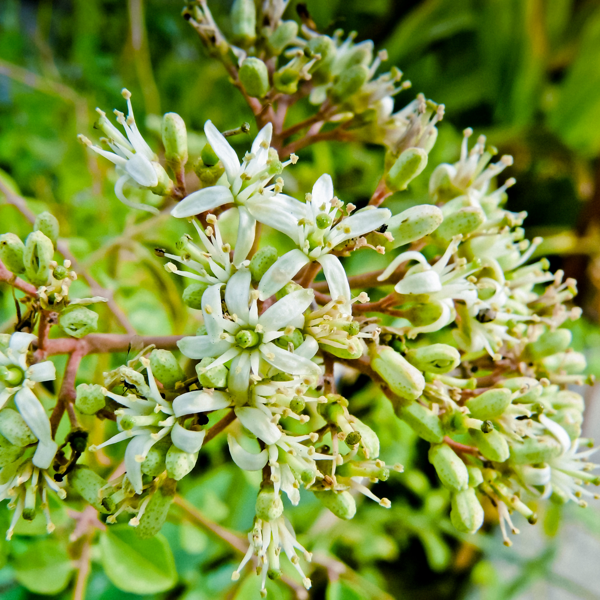 Curry Tree - Murraya koenigii