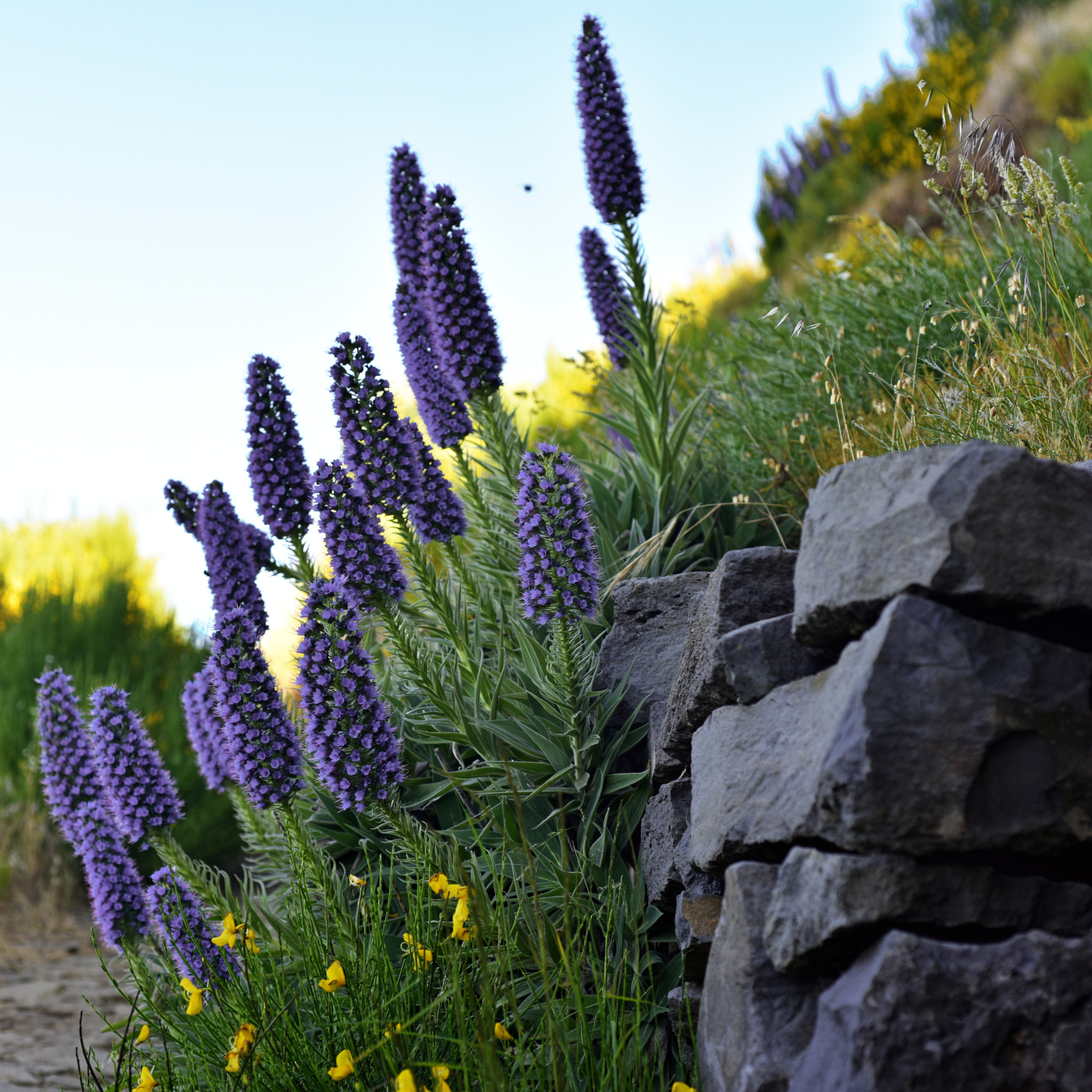 Pride of Madeira - Echium candicans