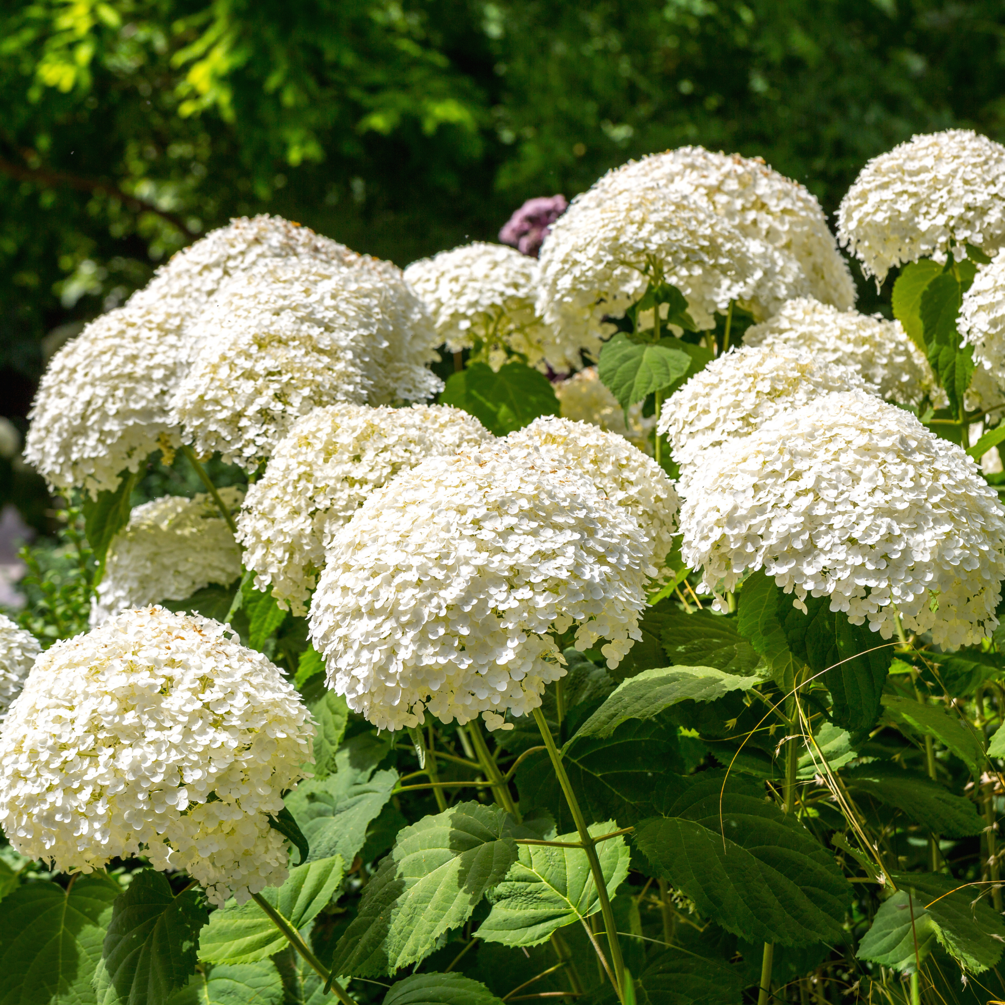 Hydrangea arborescens 'Annabelle' – Smooth Hydrangea