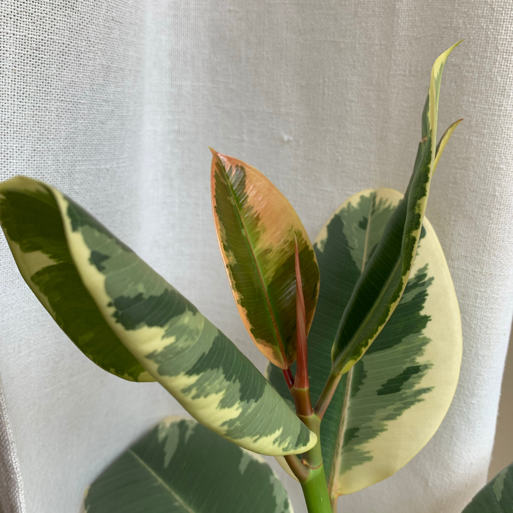 Tineke Rubber Tree Plant - Ficus elastica Tineke