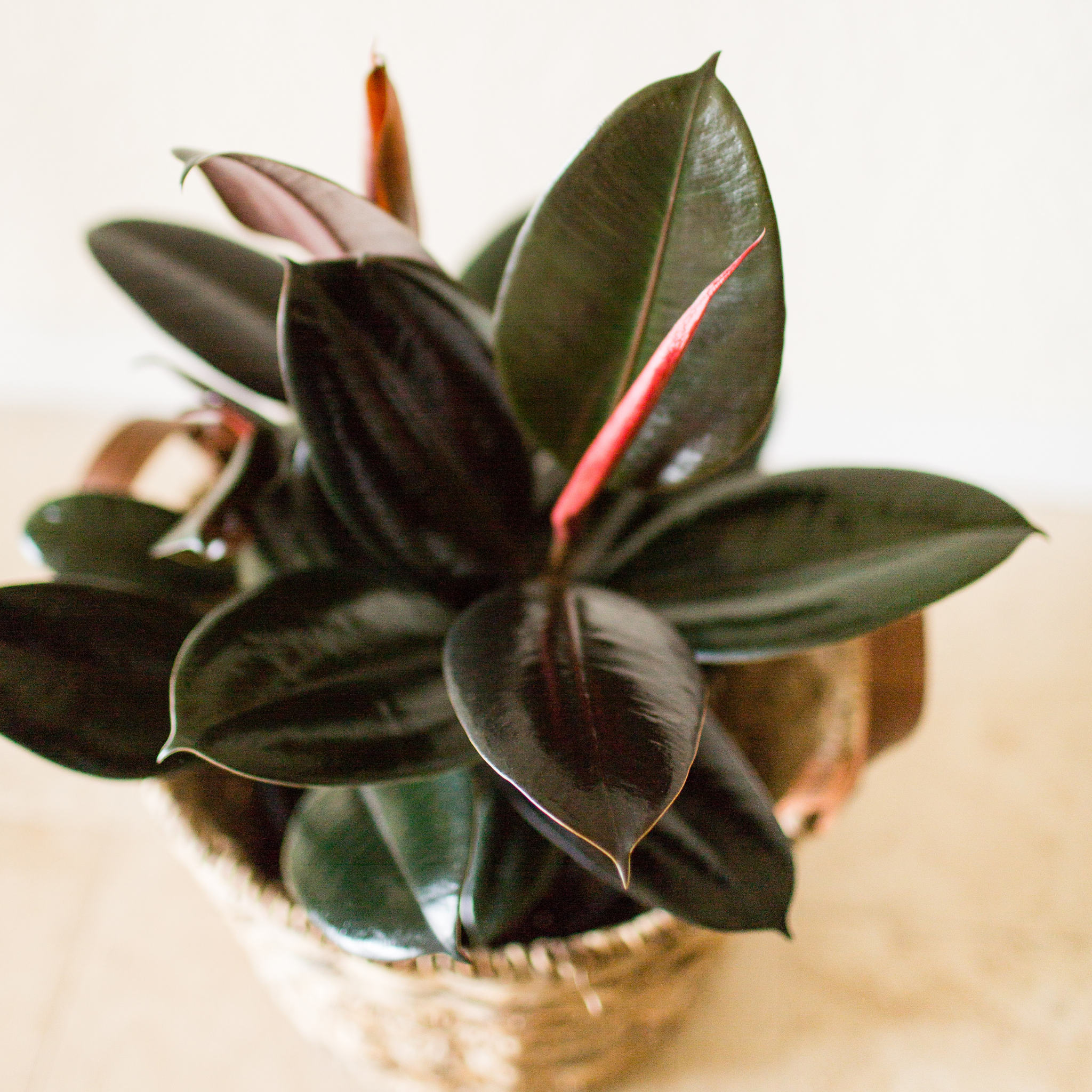 Burgundy Rubber Tree Plant - Ficus elastica Burgundy