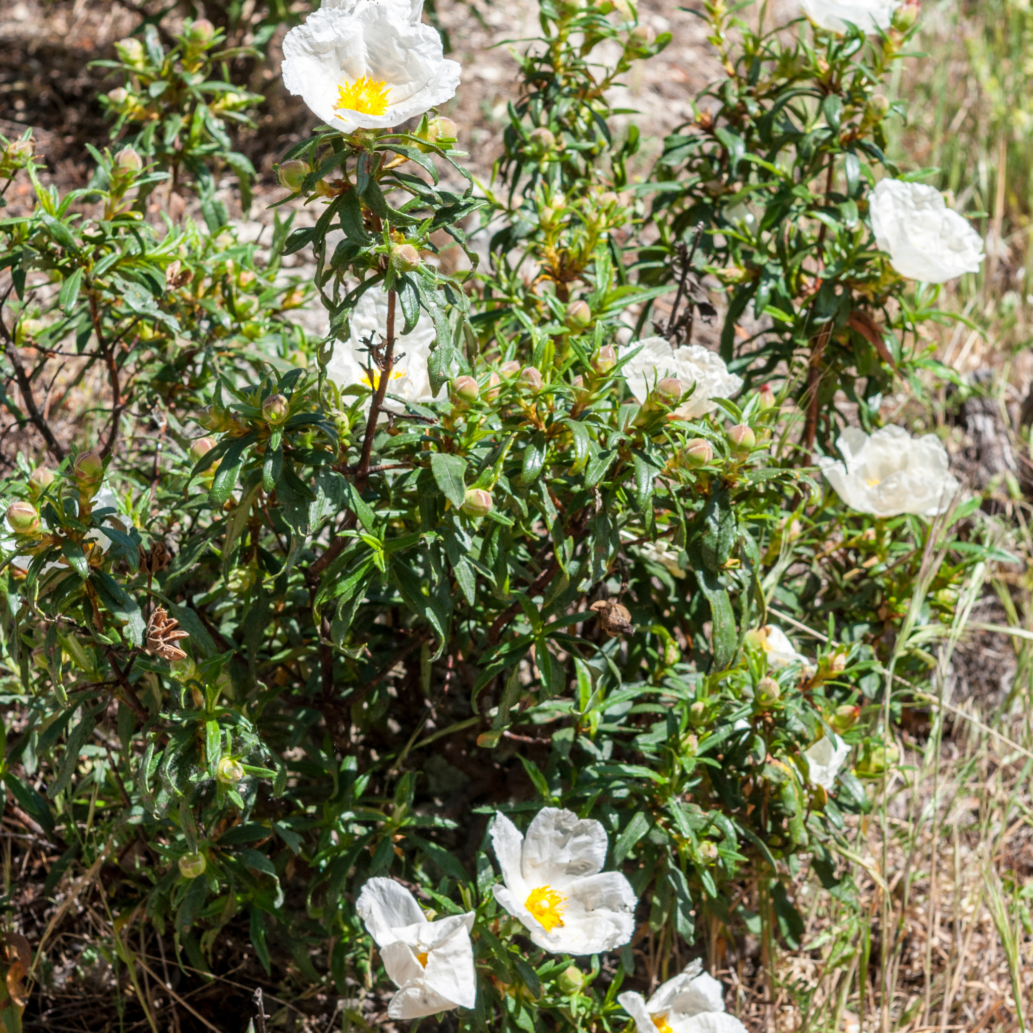 Sage Leaved Rockrose - Cistus salviifolius