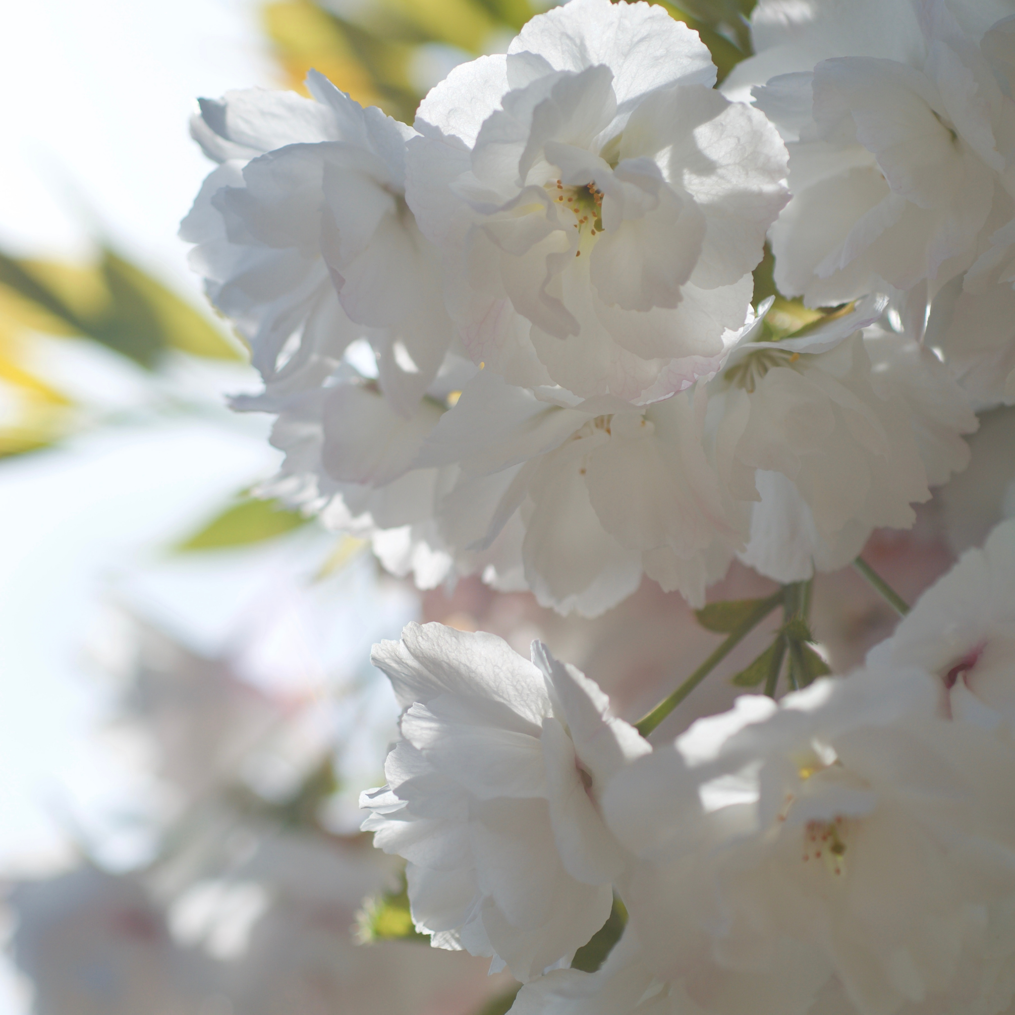 Weeping Japanese Flowering Cherry - Prunus serrulata 'Mt Fuji'