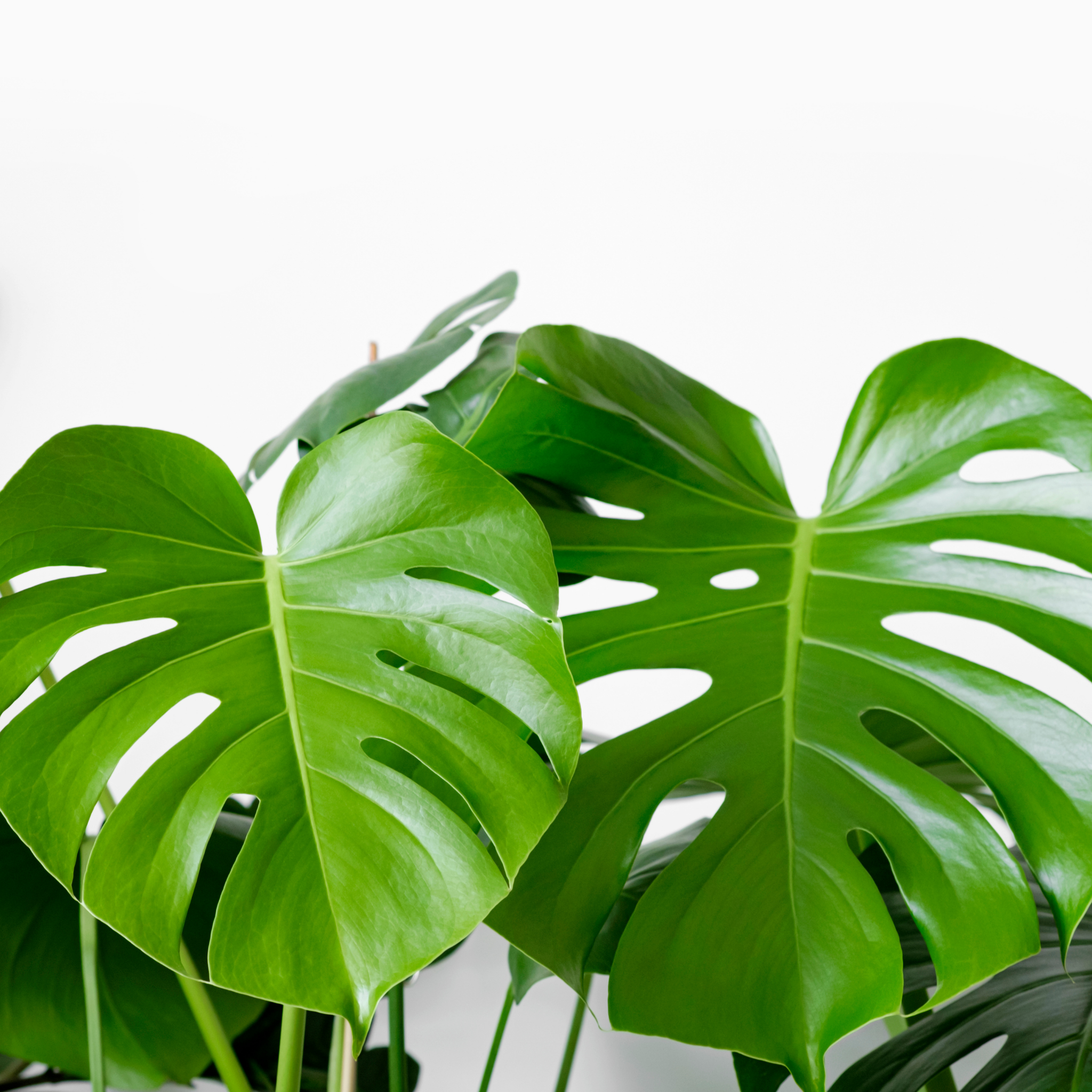 Swiss Cheese Plant - Monstera deliciosa